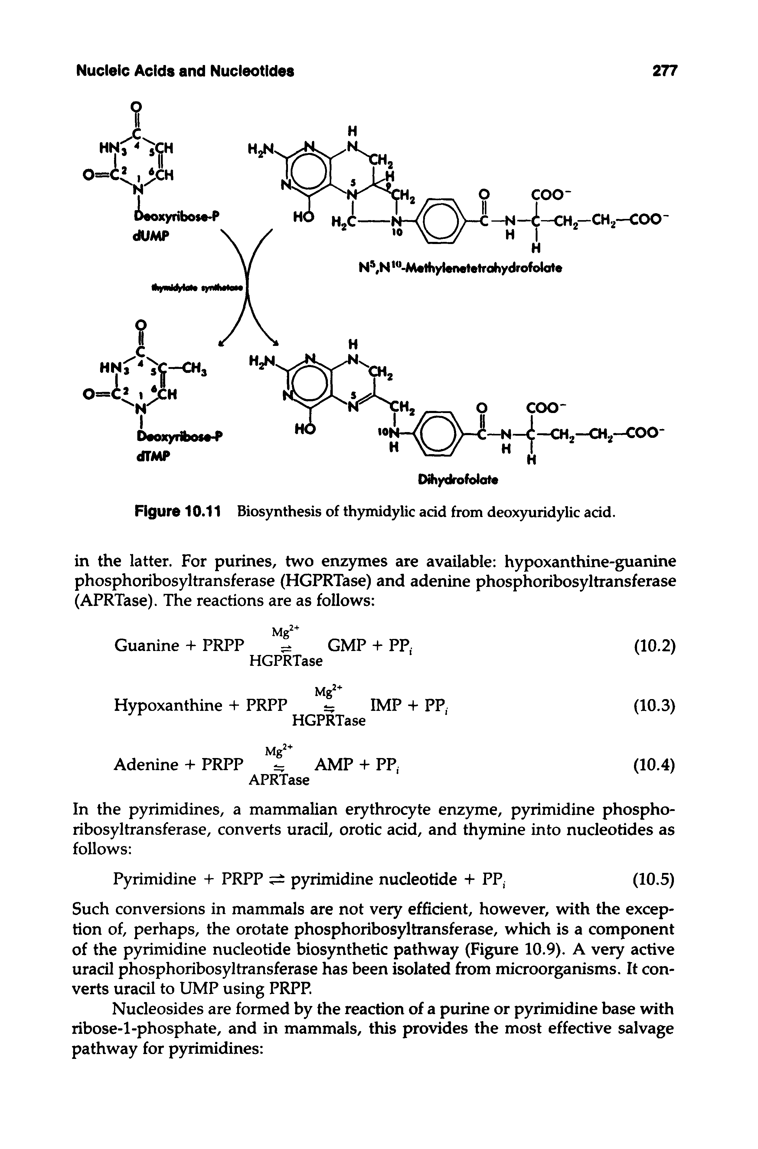 Figure 10.11 Biosynthesis of thymidylic acid from deoxyuridylic acid.