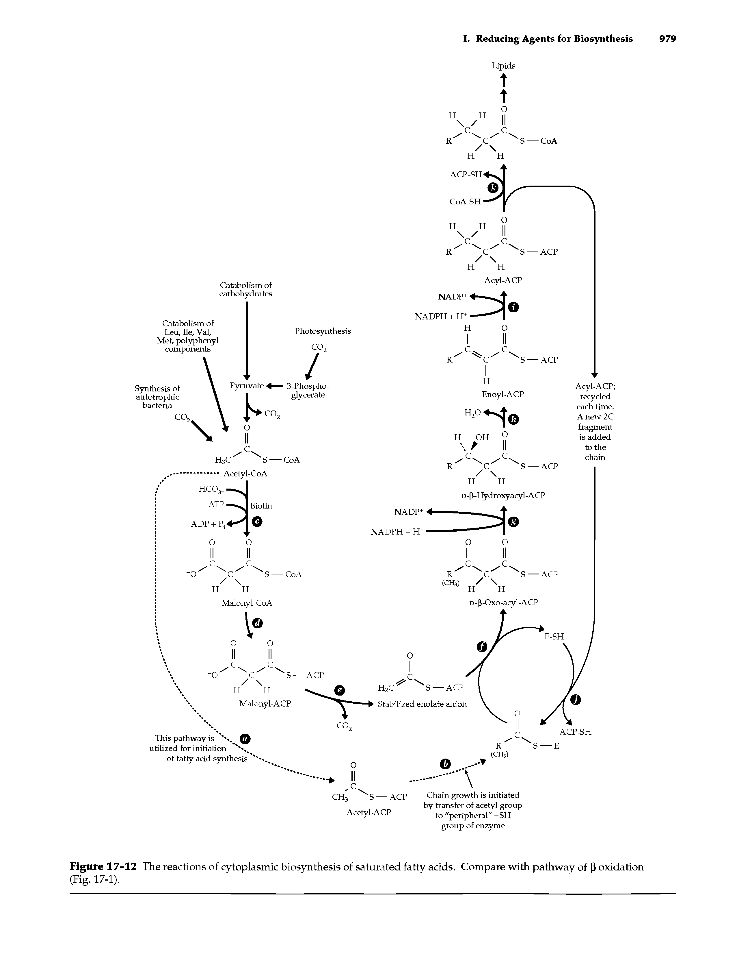 Figure 17-12 The reactions of cytoplasmic biosynthesis of saturated fatty acids. Compare with pathway of (3 oxidation (Fig. 17-1).