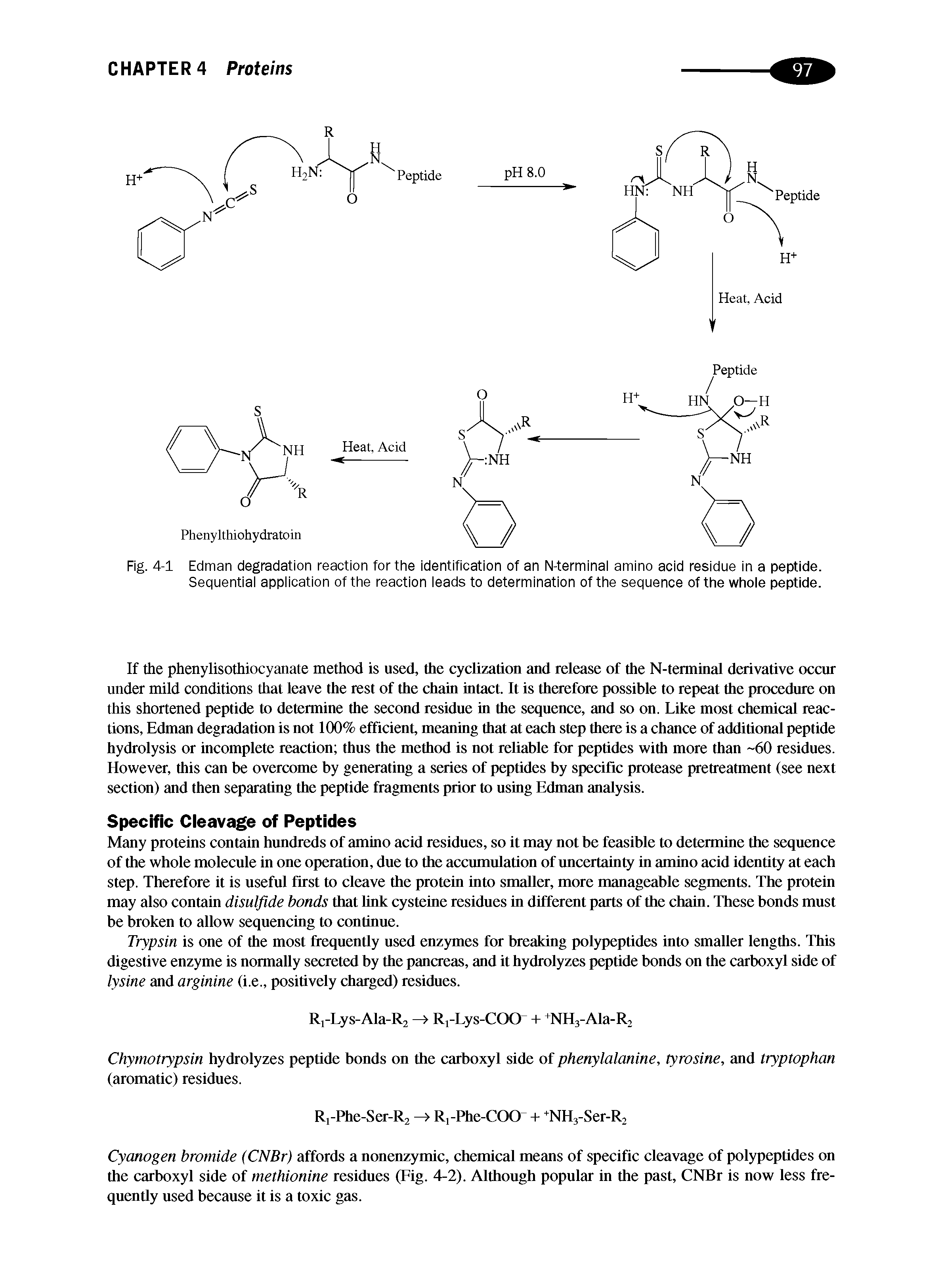 Fig. 4-1 Edman degradation reaction for the identification of an N-terminai amino acid residue in a peptide. Sequentiai appiication of the reaction ieads to determination of the sequence of the whole peptide.