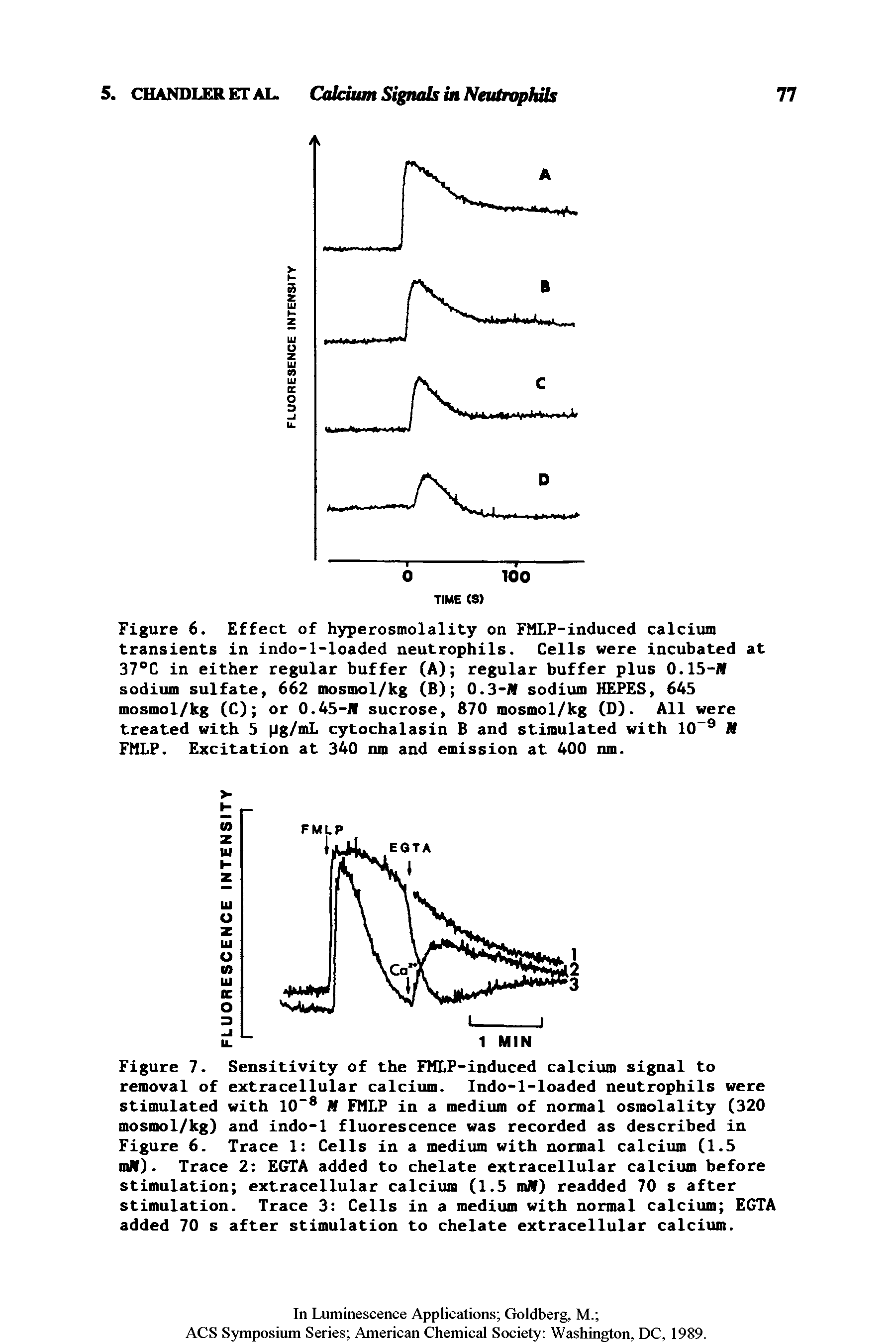 Figure 7. Sensitivity of the FMLP-induced calcium signal to removal of extracellular calcium. Indo-l-loaded neutrophils were stimulated with 10 M FMLP in a medium of normal osmolality (320 mosmol/kg) and indo-1 fluorescence was recorded as described in Figure 6. Trace 1 Cells in a medium with normal calcium (1.5 mN). Trace 2 EGTA added to chelate extracellular calcium before stimulation extracellular calcium (1.5 milf) readded 70 s after stimulation. Trace 3 Cells in a medium with normal calcium EGTA added 70 s after stimulation to chelate extracellular calcium.