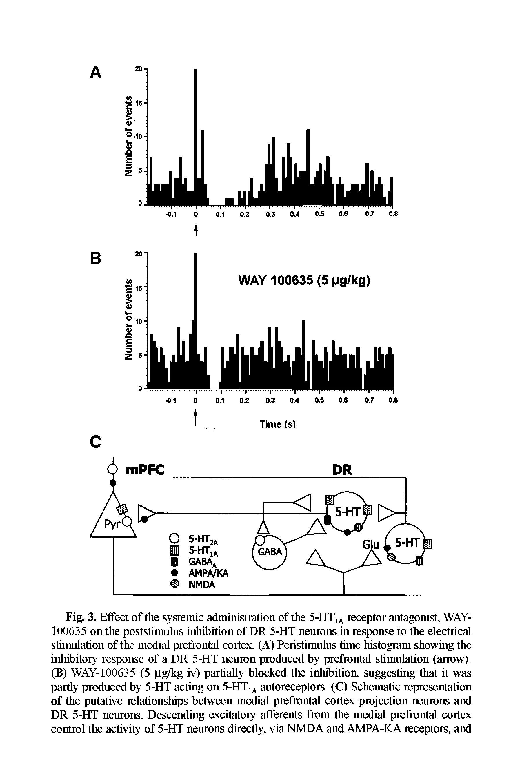 Fig. 3. Effect of the systemic administration of the 5-HT1A receptor antagonist, WAY-100635 on the poststimulus inhibition of DR 5-HT neurons in response to the electrical stimulation of the medial prefrontal cortex. (A) Peristimulus time histogram showing the inhibitory response of a DR 5-HT neuron produced by prefrontal stimulation (arrow). (B) WAY-10063 5 (5 pg/kg iv) partially blocked the inhibition, suggesting that it was partly produced by 5-HT acting on 5-HT1A autoreceptors. (C) Schematic representation of the putative relationships between medial prefrontal cortex projection neurons and DR 5-HT neurons. Descending excitatory afferents from the medial prefrontal cortex control the activity of 5-HT neurons directly, via NMDA and AMPA-KA receptors, and...