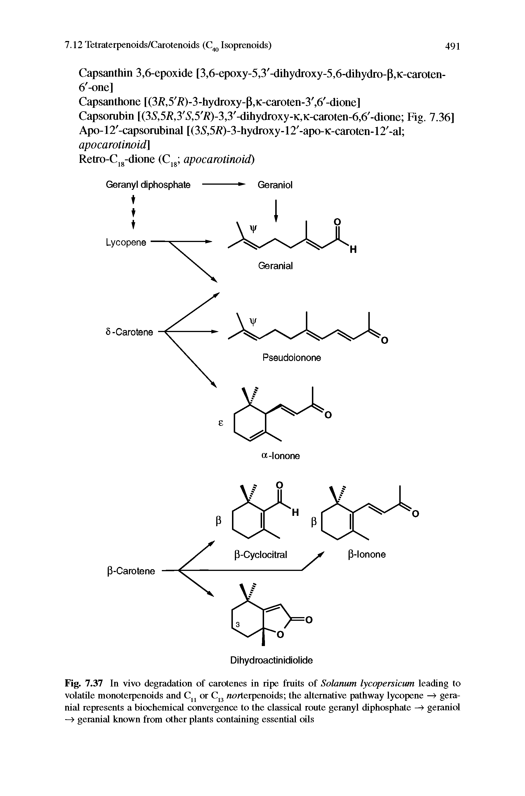 Fig. 7.37 In vivo degradation of carotenes in ripe fruits of Solanum lycopersicum leading to volatile monoterpenoids and Cjj or norterpenoids the alternative pathway lycopene geranial represents a biochemical convergence to the classical route geranyl diphosphate —> geraniol —> geranial known from other plants containing essential oQs...