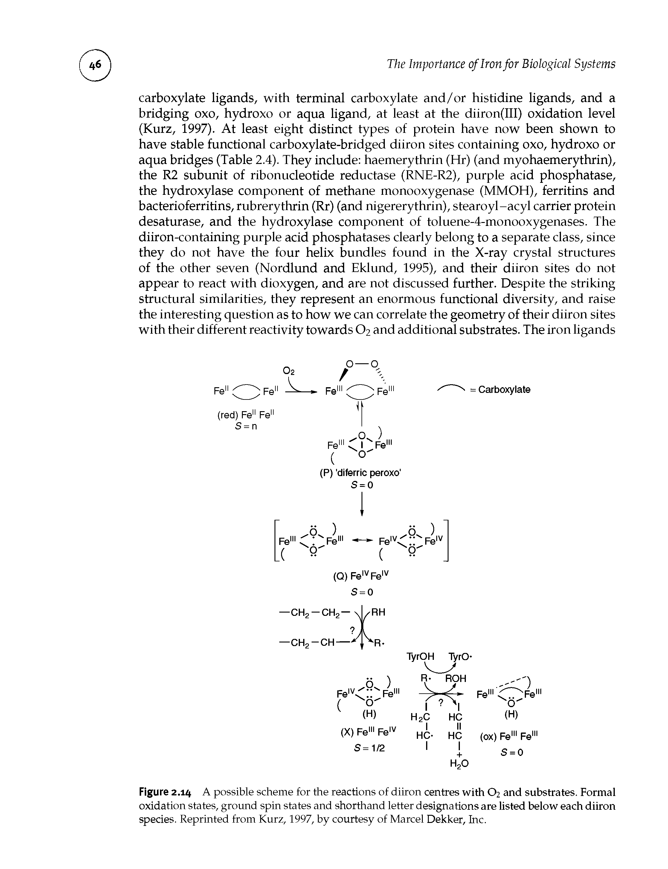 Figure 2.14 A possible scheme for the reactions of diiron centres with O2 and substrates. Formal oxidation states, ground spin states and shorthand letter designations are listed below each diiron species. Reprinted from Kurz, 1997, by courtesy of Marcel Dekker, Inc.