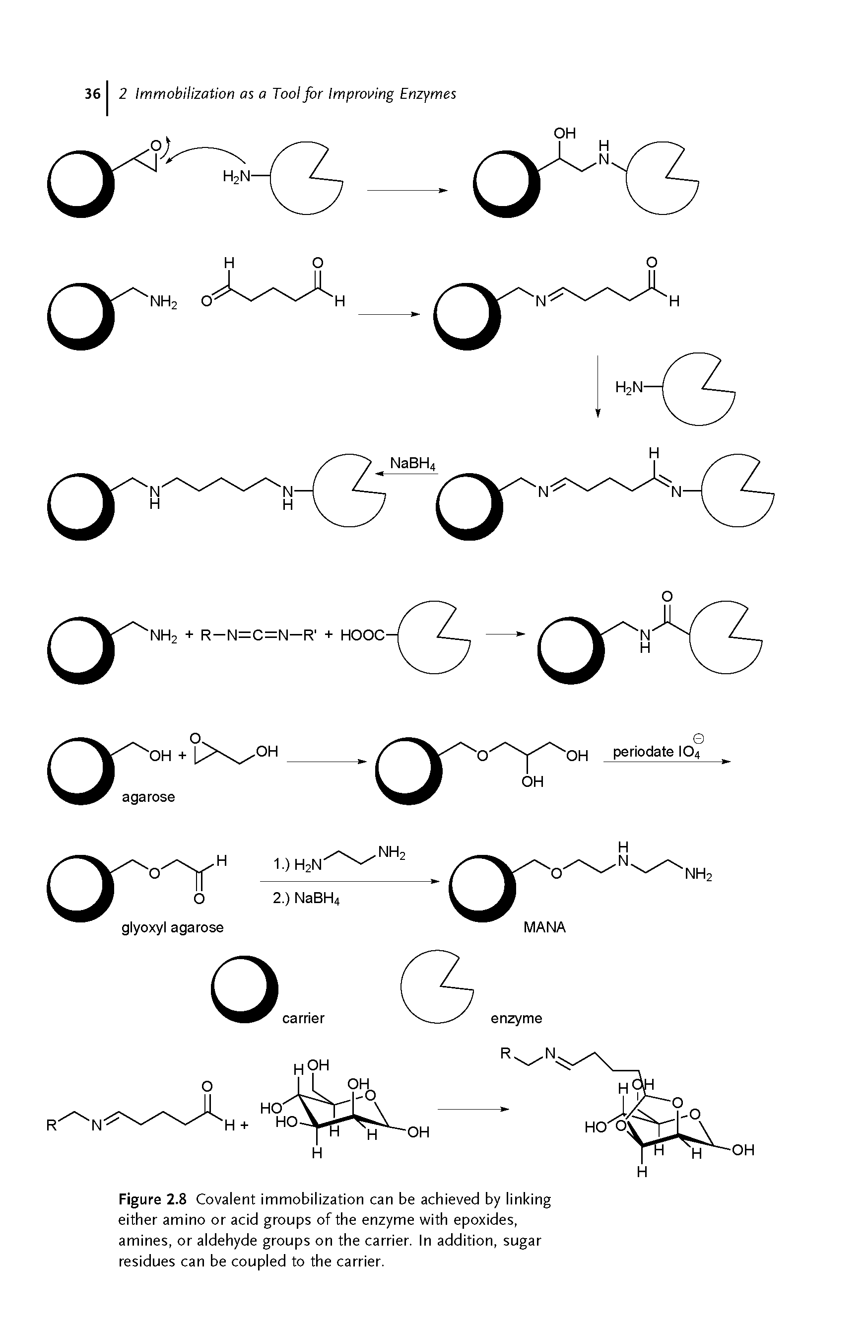 Figure 2.8 Covalent immobilization can be achieved by linking either amino or acid groups of the enzyme with epoxides, amines, or aldehyde groups on the carrier, in addition, sugar residues can be coupled to the carrier.