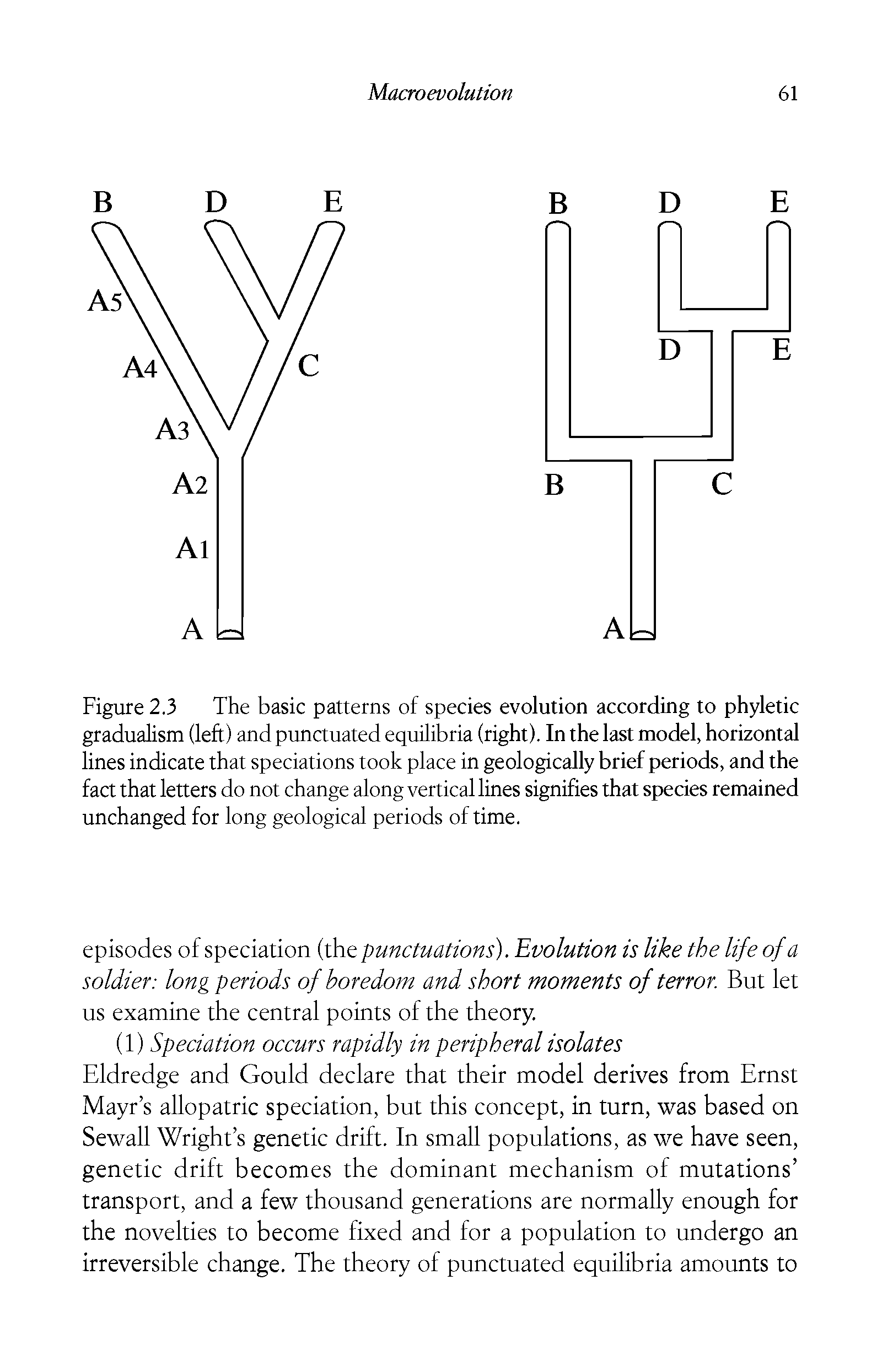 Figure 2.3 The basic patterns of species evolution according to phyletic gradualism (left) and punctuated equilibria (right). In the last model, horizontal lines indicate that speciations took place in geologically brief periods, and the fact that letters do not change along vertical lines signifies that species remained unchanged for long geological periods of time.