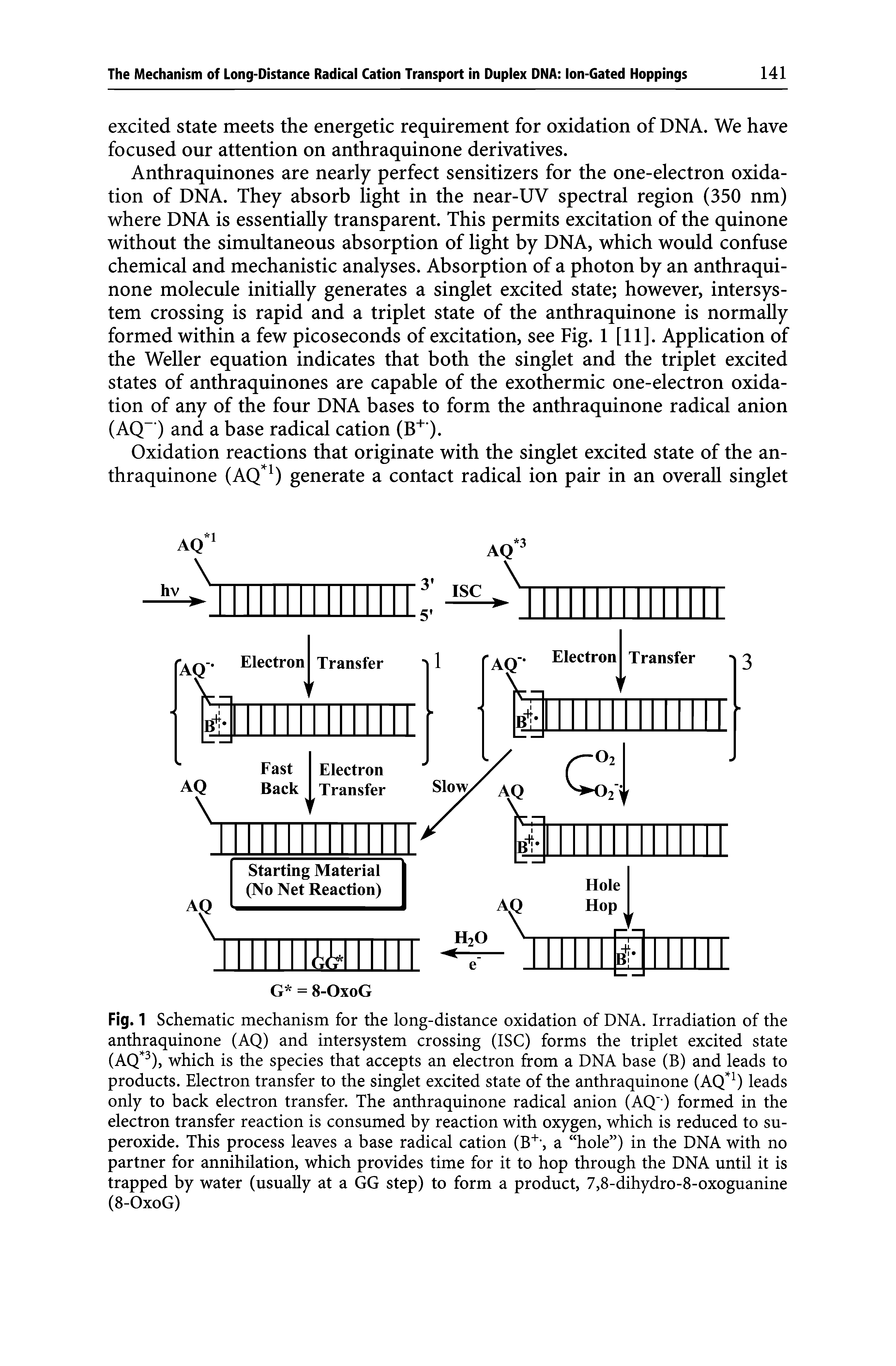 Fig. 1 Schematic mechanism for the long-distance oxidation of DNA. Irradiation of the anthraquinone (AQ) and intersystem crossing (ISC) forms the triplet excited state (AQ 3), which is the species that accepts an electron from a DNA base (B) and leads to products. Electron transfer to the singlet excited state of the anthraquinone (AQ 1) leads only to back electron transfer. The anthraquinone radical anion (AQ ) formed in the electron transfer reaction is consumed by reaction with oxygen, which is reduced to superoxide. This process leaves a base radical cation (B+-, a hole ) in the DNA with no partner for annihilation, which provides time for it to hop through the DNA until it is trapped by water (usually at a GG step) to form a product, 7,8-dihydro-8-oxoguanine (8-OxoG)...