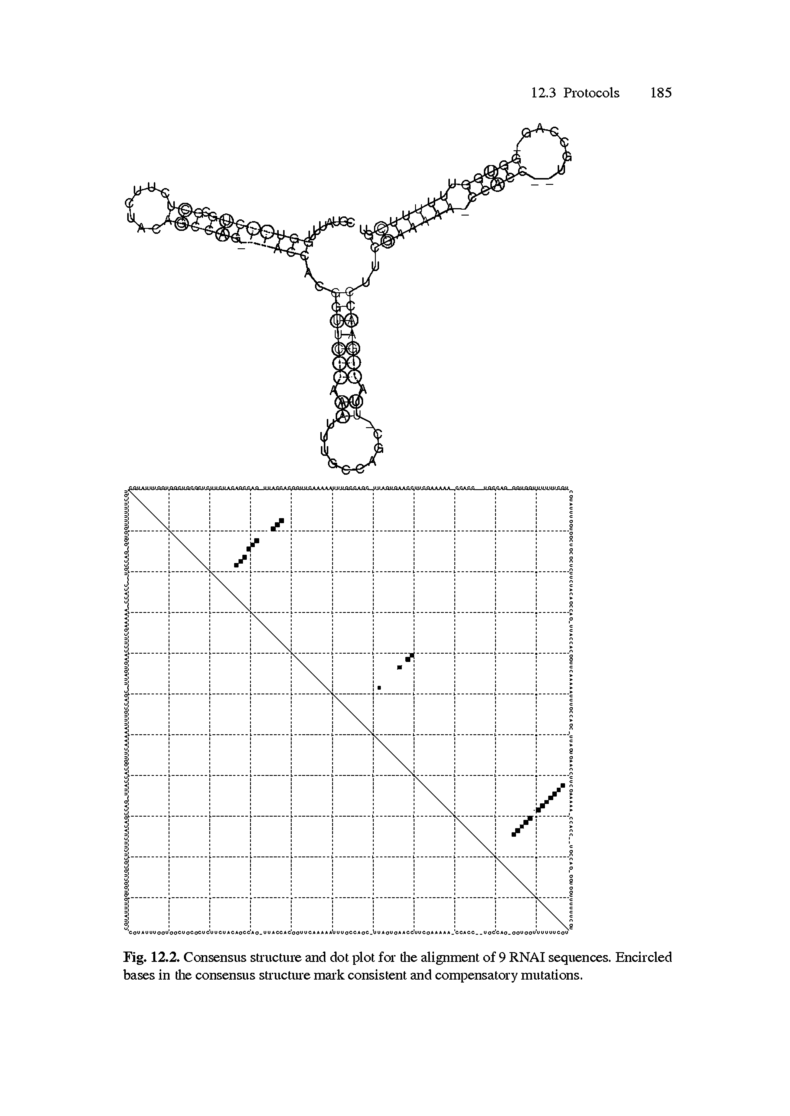 Fig. 12.2. Consensus structure and dot plot for die alignment of 9 RNAI sequences. Encircled bases in tire consensus structure mark consistent and compensatory mutations.