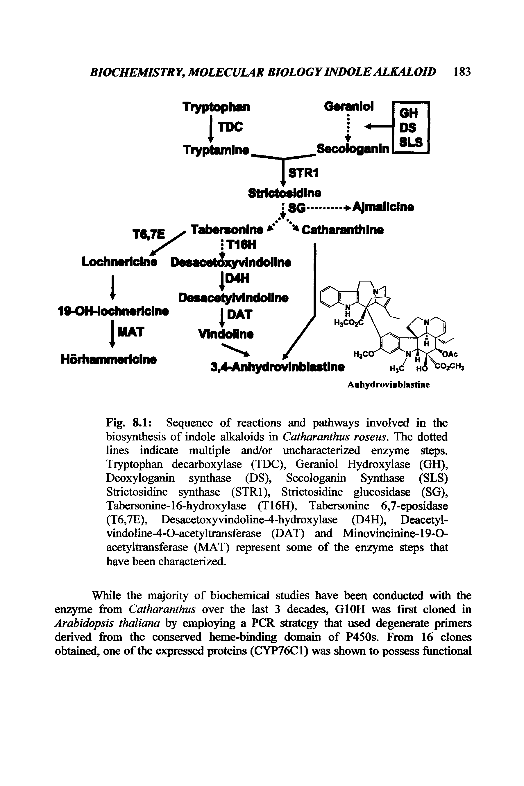 Fig. 8.1 Sequence of reactions and pathways involved in the biosynthesis of indole alkaloids in Catharanthus roseus. The dotted lines indicate multiple and/or uncharacterized enzyme steps. Tryptophan decarboxylase (TDC), Geraniol Hydroxylase (GH), Deoxyloganin synthase (DS), Secologanin Synthase (SLS) Strictosidine synthase (STR1), Strictosidine glucosidase (SG), Tabersonine-16-hydroxylase (T16H), Tabersonine 6,7-eposidase (T6,7E), Desacetoxyvindoline-4-hydroxylase (D4H), Deacetyl-vindoline-4-O-acetyltransferase (DAT) and Minovincinine-19-O-acetyltransferase (MAT) represent some of the enzyme steps that have been characterized.