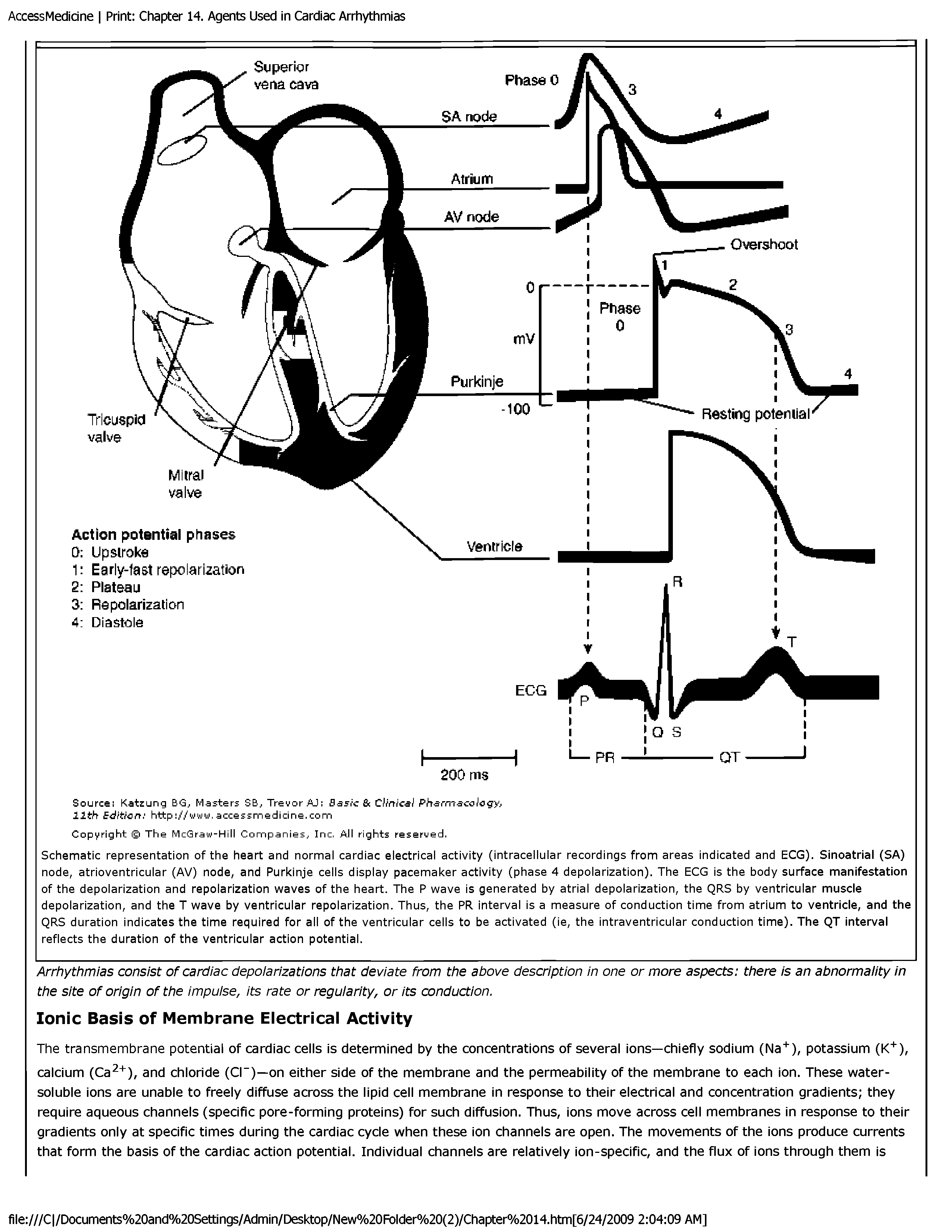 Schematic representation of the heart and normal cardiac electrical activity (intracellular recordings from areas indicated and ECG). Sinoatrial (SA) node, atrioventricular (AV) node, and Purkinje cells display pacemaker activity (phase 4 depolarization). The ECG is the body surface manifestation of the depolarization and repolarization waves of the heart. The P wave is generated by atrial depolarization, the QRS by ventricular muscle depolarization, and the T wave by ventricular repolarization. Thus, the PR interval is a measure of conduction time from atrium to ventricle, and the QRS duration indicates the time required for all of the ventricular cells to be activated (ie, the intraventricular conduction time). The QT interval reflects the duration of the ventricular action potential.