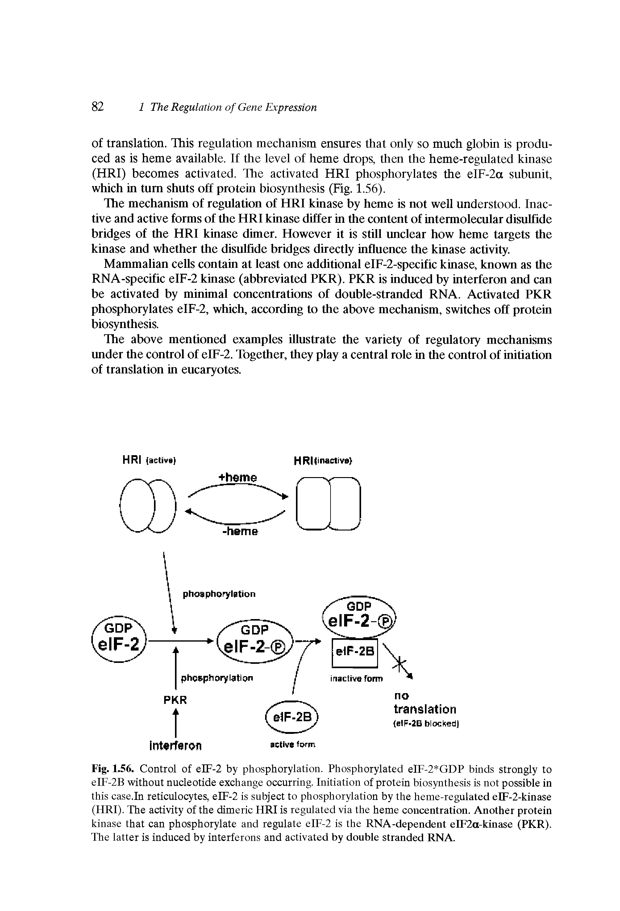 Fig. 1.56. Control of eIF-2 by phosphorylation. Phosphorylated eIF-2 GDP binds strongly to eIF-2B without nucleotide exchange occurring. Initiation of protein biosynthesis is not possible in this case.In reticulocytes, eIF-2 is subject to phosphorylation by the heme-regulated eIF-2-kinase (HRI). The activity of the dimeric HRI is regulated via the heme concentration. Another protein kinase that can phosphorylate and regulate eIF-2 is the RNA-dependent eIF2a-kinase (PKR). The latter is induced by interferons and activated by double stranded RNA.