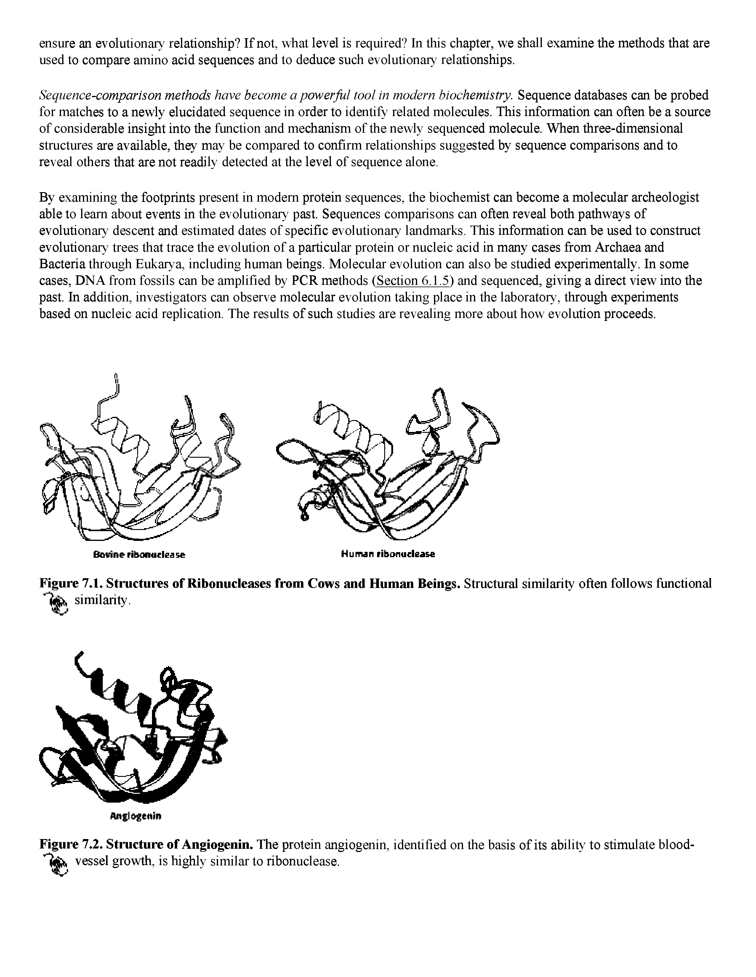 Figure 7.2. Structure of Angiogenin. The protein angiogenin, identified on the basis of its ability to stimulate blood-vessel growth, is highly similar to ribonuclease.