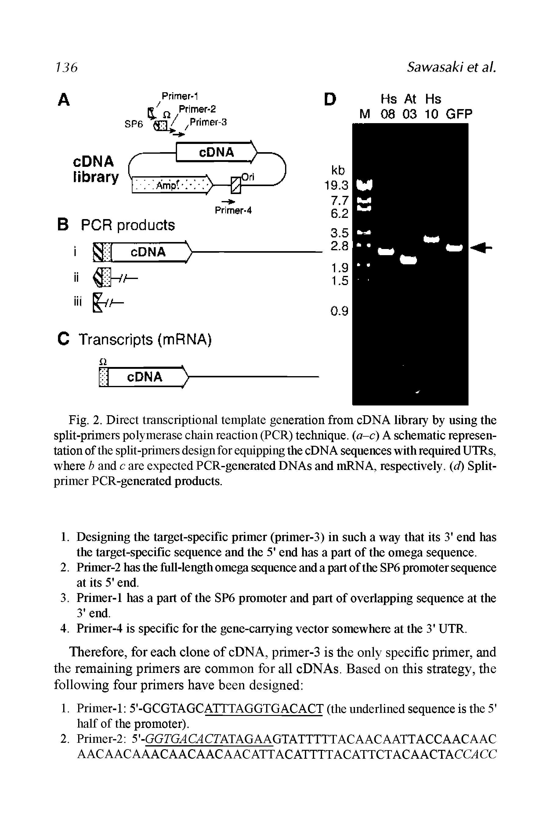 Fig. 2. Direct transcriptional template generation from cDNA library by using the split-primers polymerase chain reaction (PCR) technique. (a-c) A schematic representation of the split-primers design for equipping the cDNA sequences with required UTRs, where b and c are expected PCR-generated DNAs and mRNA, respectively, (cl) Split-primer PCR-generated products.