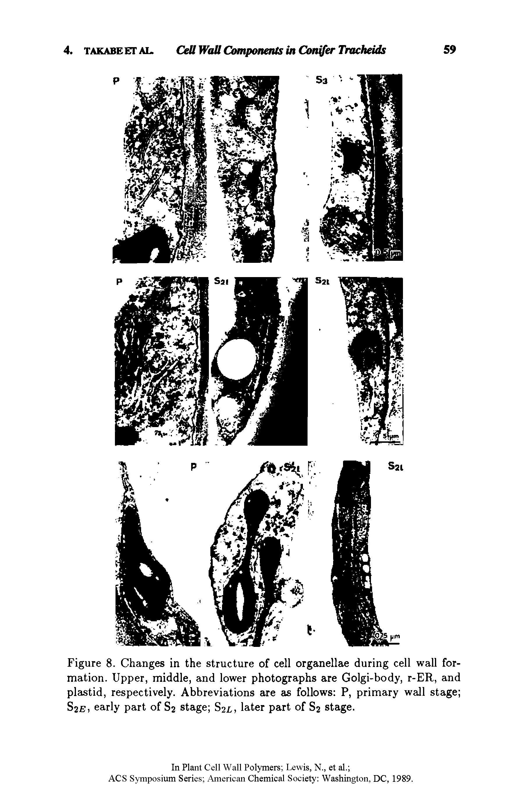 Figure 8. Changes in the structure of cell organellae during cell wall formation. Upper, middle, and lower photographs are Golgi-body, r-ER, and plastid, respectively. Abbreviations are as follows P, primary wall stage S2B, early part of S2 stage S2L, later part of S2 stage.