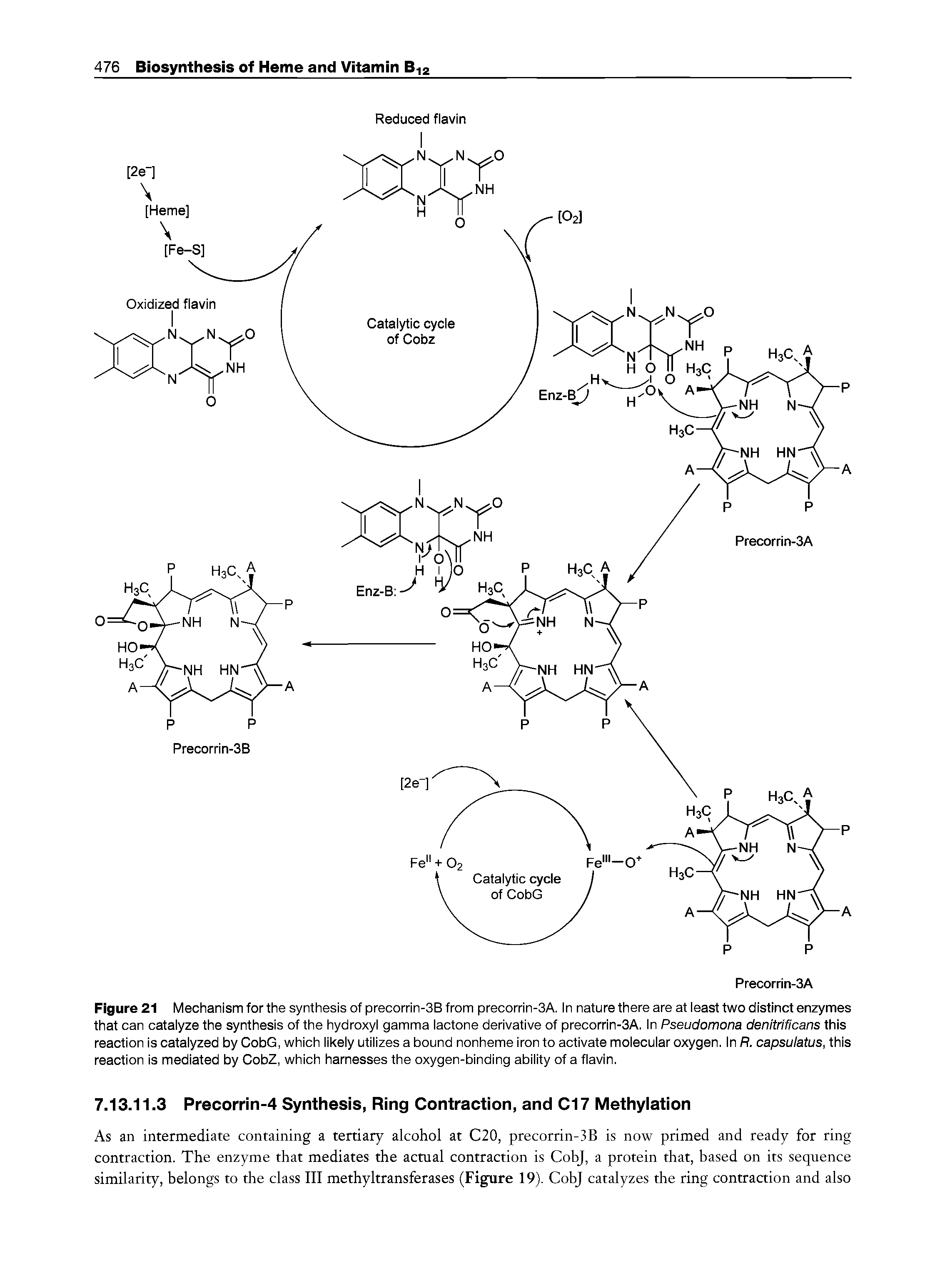 Figure 21 Mechanism for the synthesis of precorrin-3B from precorrin-3A. In nature there are at least two distinct enzymes that can catalyze the synthesis of the hydroxyl gamma lactone derivative of precorrin-3A. In Pseudomona denitrificans this reaction is catalyzed by CobG, which likely utilizes a bound nonheme iron to activate molecular oxygen. In R. capsulatus, this reaction is mediated by CobZ, which harnesses the oxygen-binding ability of a flavin.