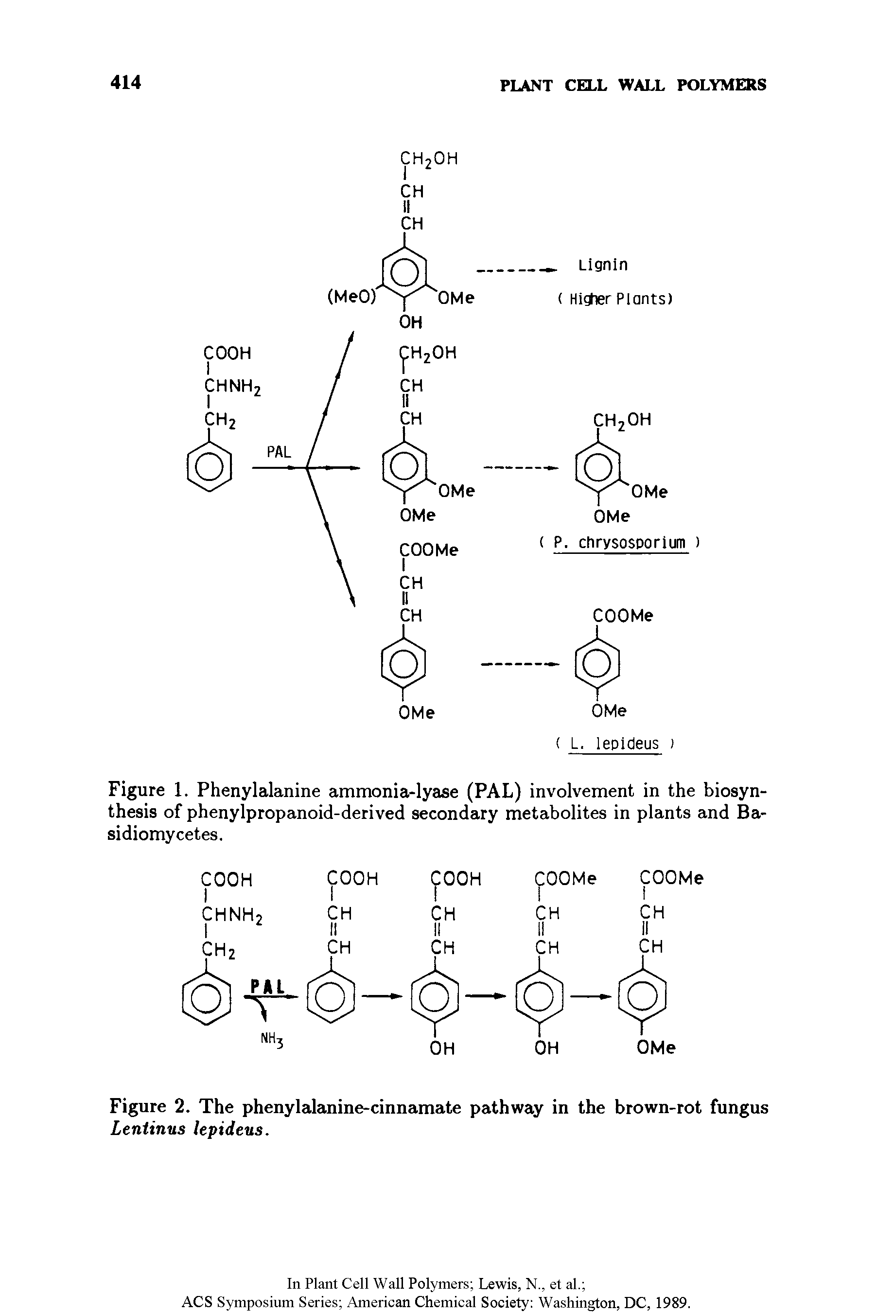 Figure 1. Phenylalanine ammonia-lyase (PAL) involvement in the biosynthesis of phenylpropanoid-derived secondary metabolites in plants and Ba-sidiomycetes.