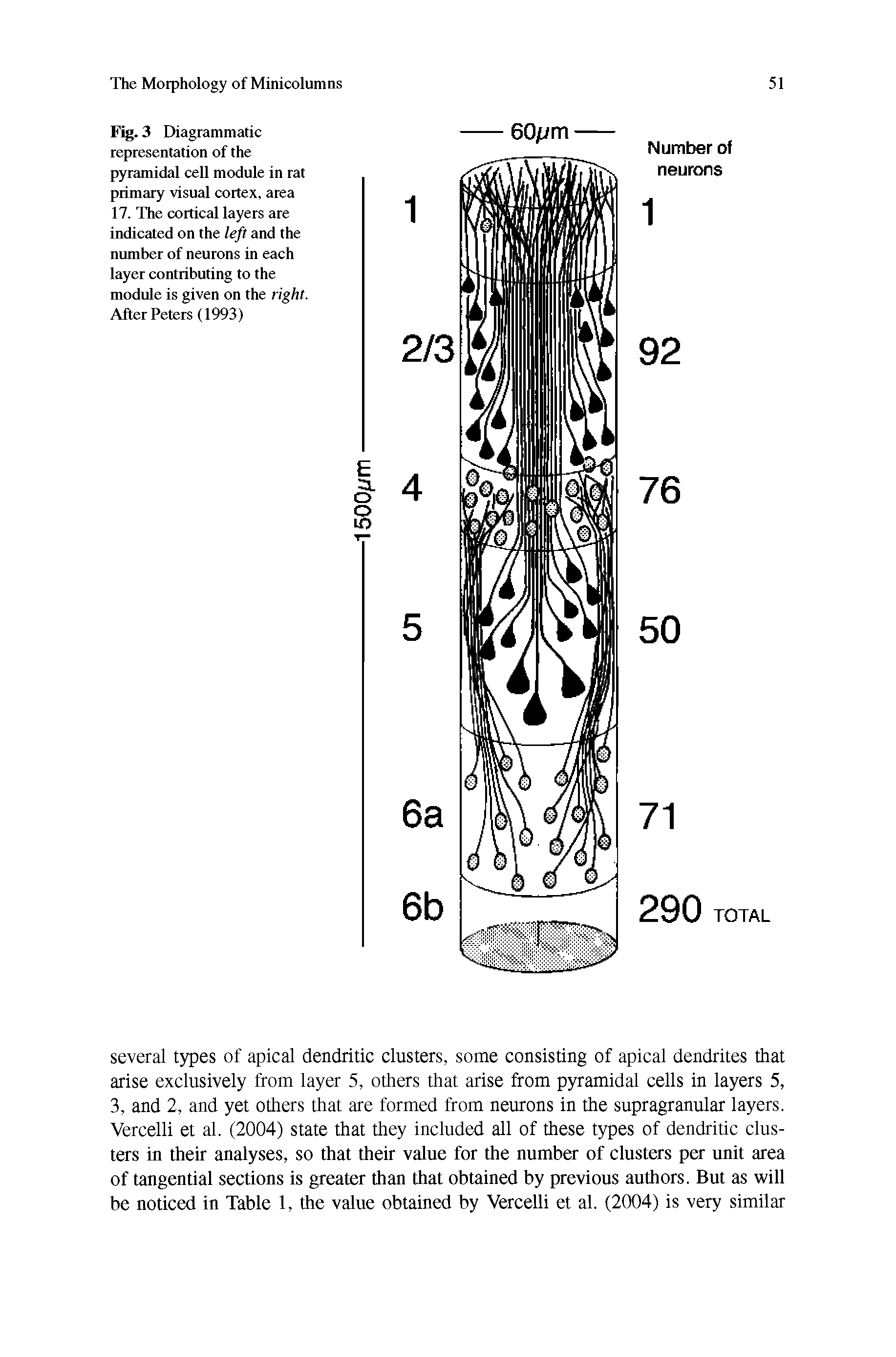 Fig. 3 Diagrammatic representation of the pyramidal cell module in rat primary visual cortex, area 17. The cortical layers are indicated on the left and the number of neurons in each layer contributing to the module is given on the right. After Peters (1993)...