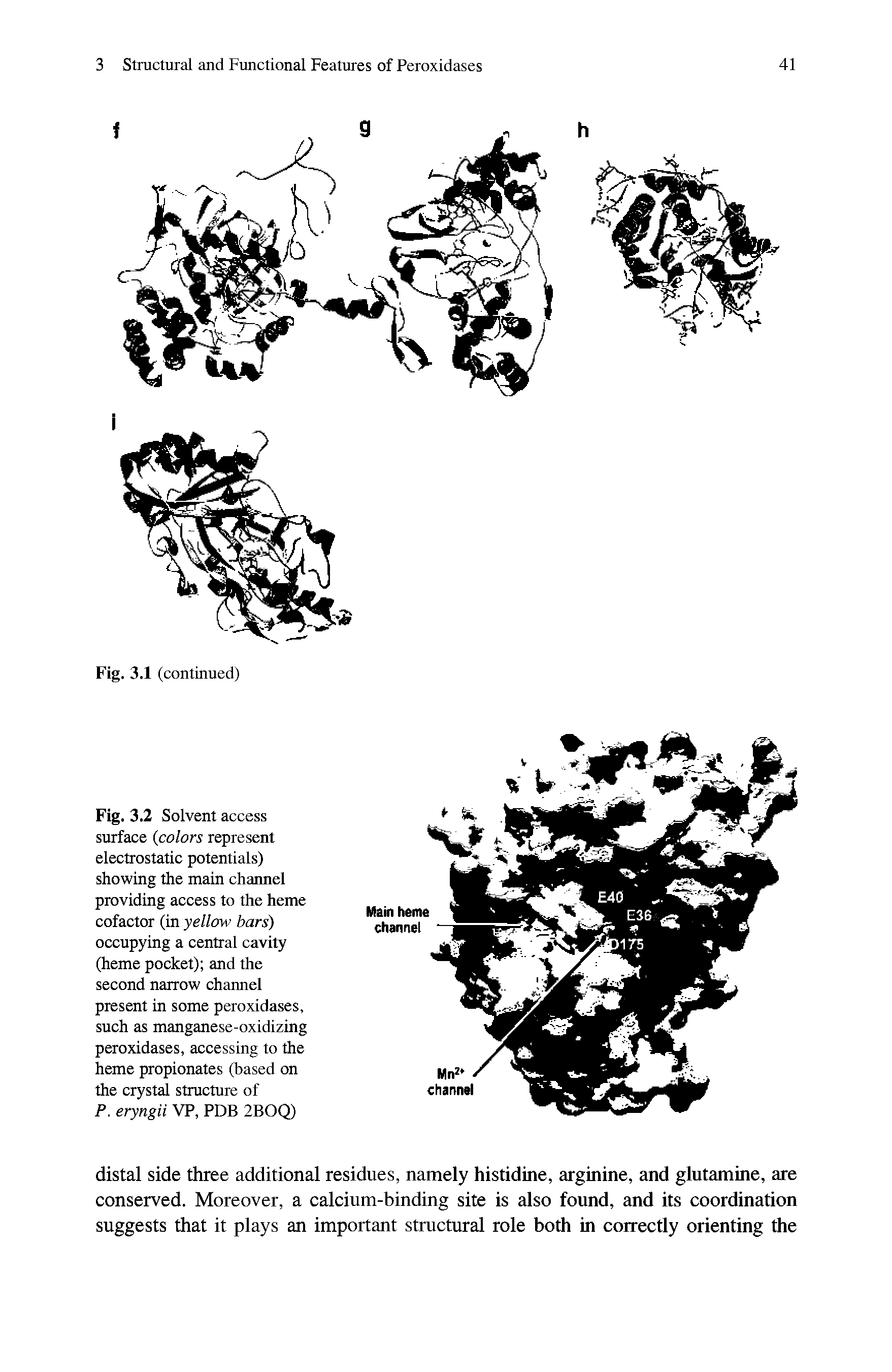 Fig. 3.2 Solvent access surface (colors represent electrostatic potentials) showing the main channel providing access to the heme cofactor (in yellow bars) occupying a central cavity (heme pocket) and the second narrow channel present in some peroxidases, such as manganese-oxidizing peroxidases, accessing to the heme propionates (based on the crystal structure of P. eryngii VP, PDB 2BOQ)...