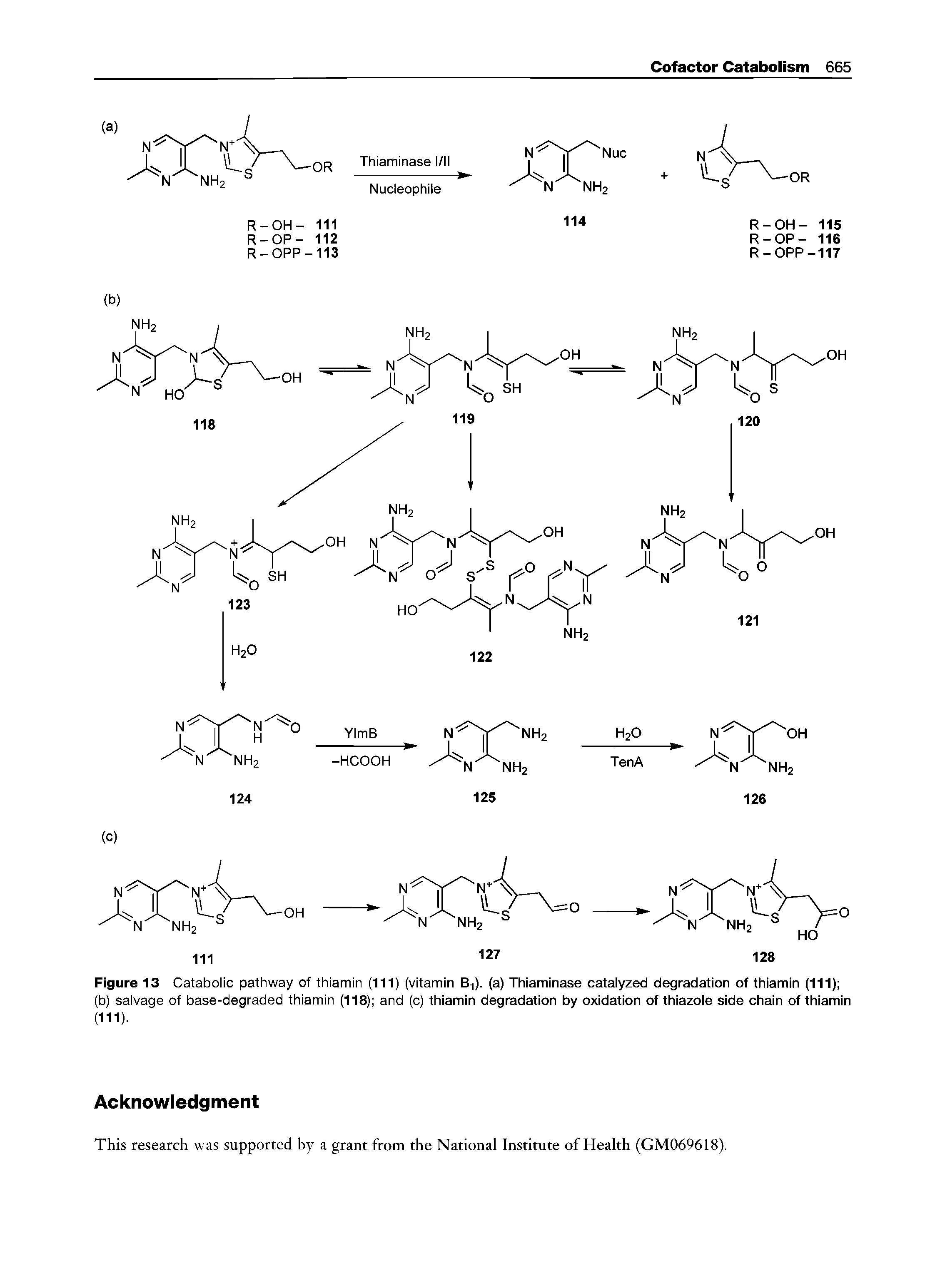 Figure 13 Catabolic pathway of thiamin (111) (vitamin B ). (a) Thiaminase catalyzed degradation of thiamin (111) (b) salvage of base-degraded thiamin (118) and (c) thiamin degradation by oxidation of thiazole side chain of thiamin (111).