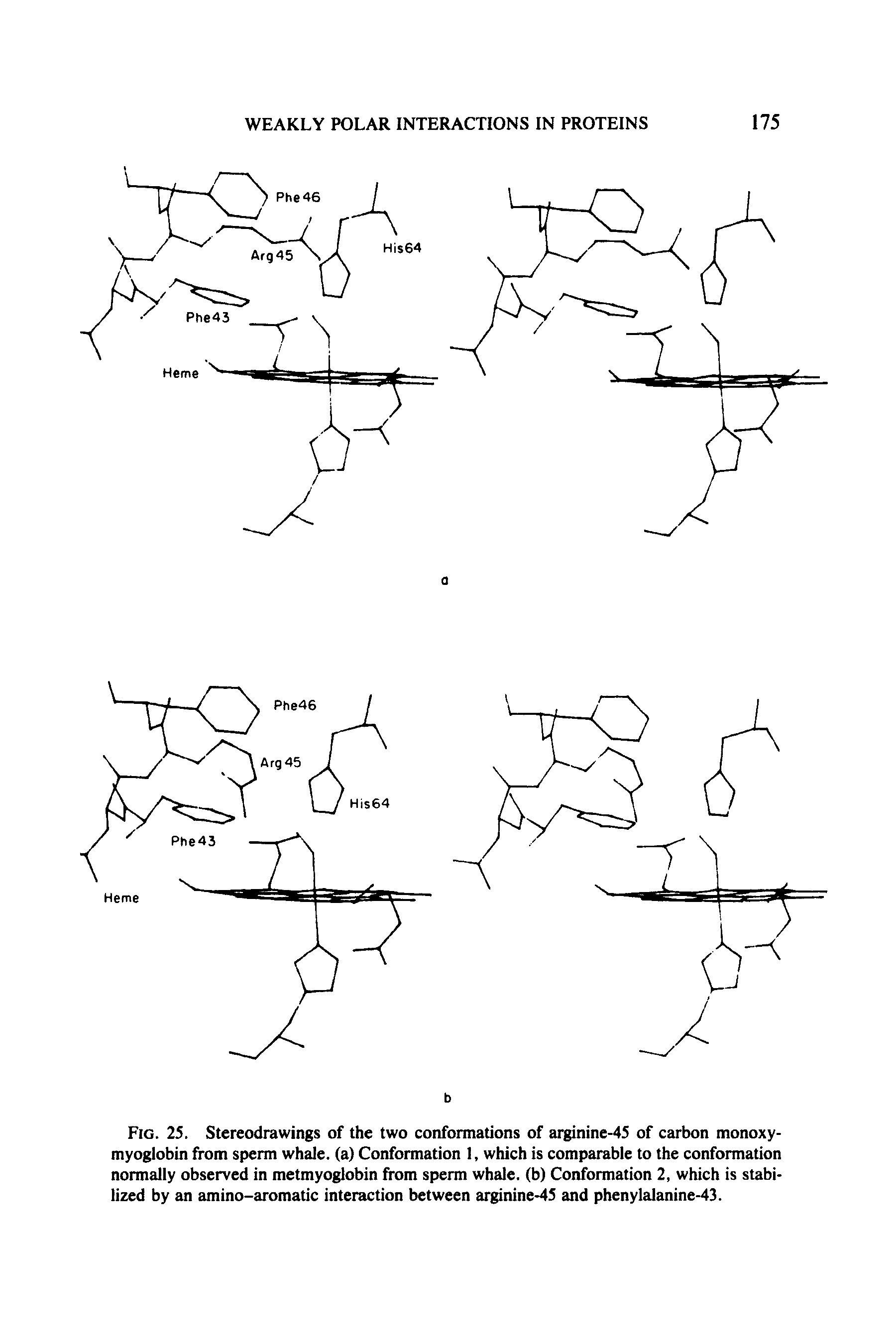 Fig. 25. Stereodrawings of the two conformations of arginine-45 of carbon monoxy-myoglobin from sperm whale, (a) Conformation I, which is comparable to the conformation normally observed in metmyoglobin from sperm whale, (b) Conformation 2, which is stabilized by an amino-aromatic interaction between arginine-45 and phenylalanine-43.