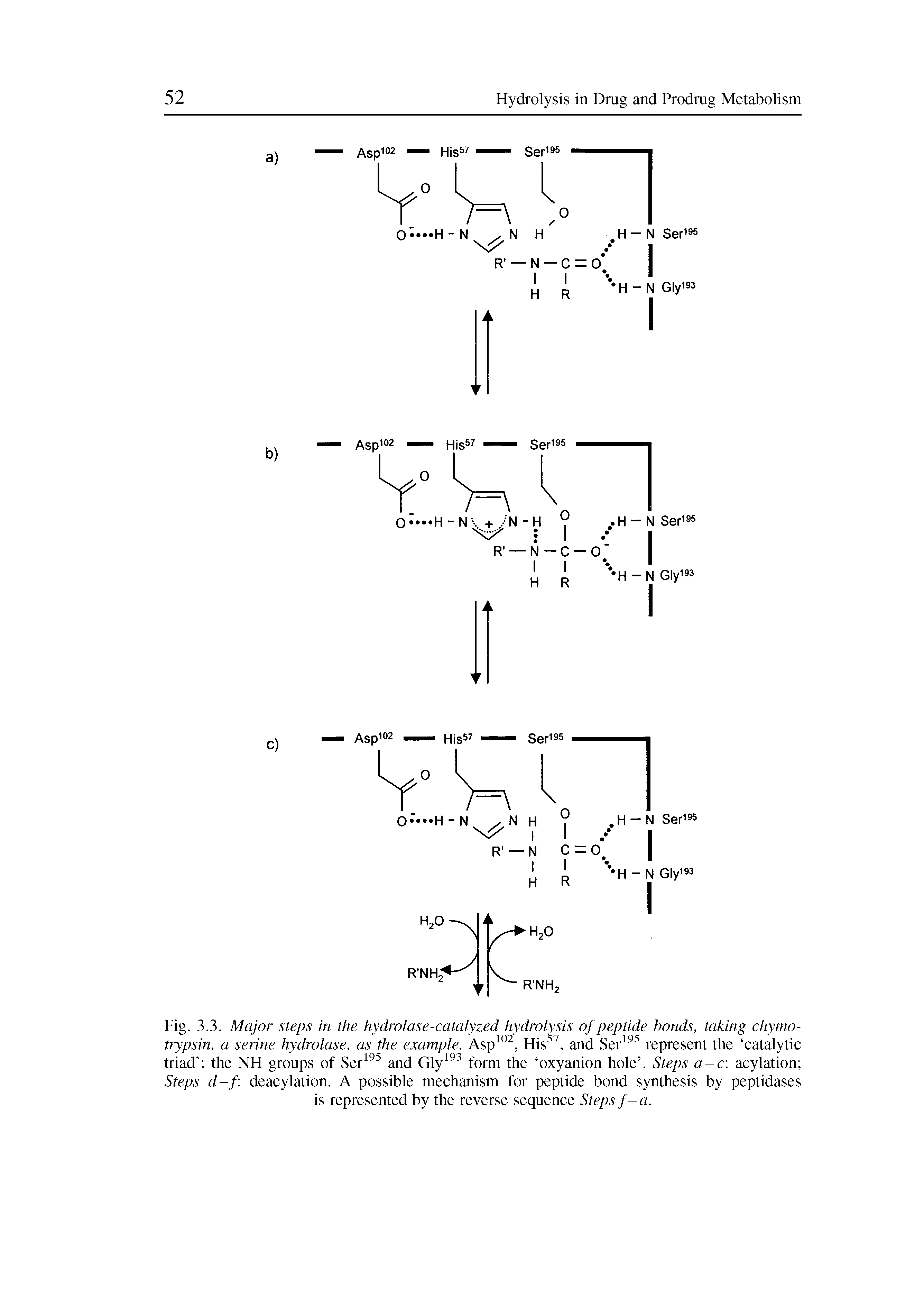 Fig. 3.3. Major steps in the hydrolase-catalyzed hydrolysis of peptide bonds, taking chymo-trypsin, a serine hydrolase, as the example. Asp102, His57, and Ser195 represent the catalytic triad the NH groups of Ser195 and Gly193 form the oxyanion hole . Steps a-c acylation Steps d-f deacylation. A possible mechanism for peptide bond synthesis by peptidases is represented by the reverse sequence Steps f-a.