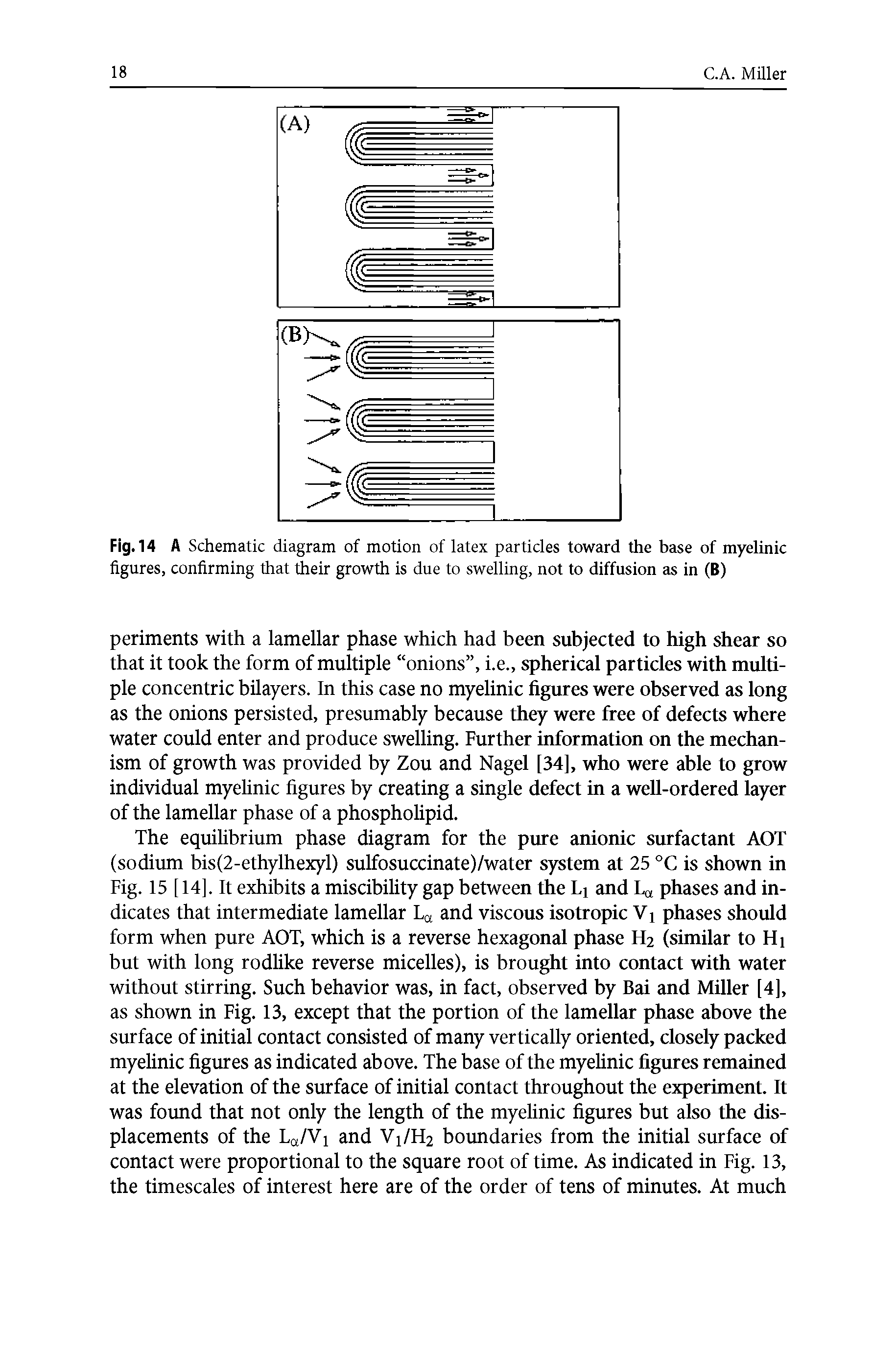 Fig. 14 A Schematic diagram of motion of latex particles toward the base of myelinic figures, confirming that their growth is due to swelling, not to diffusion as in (B)...