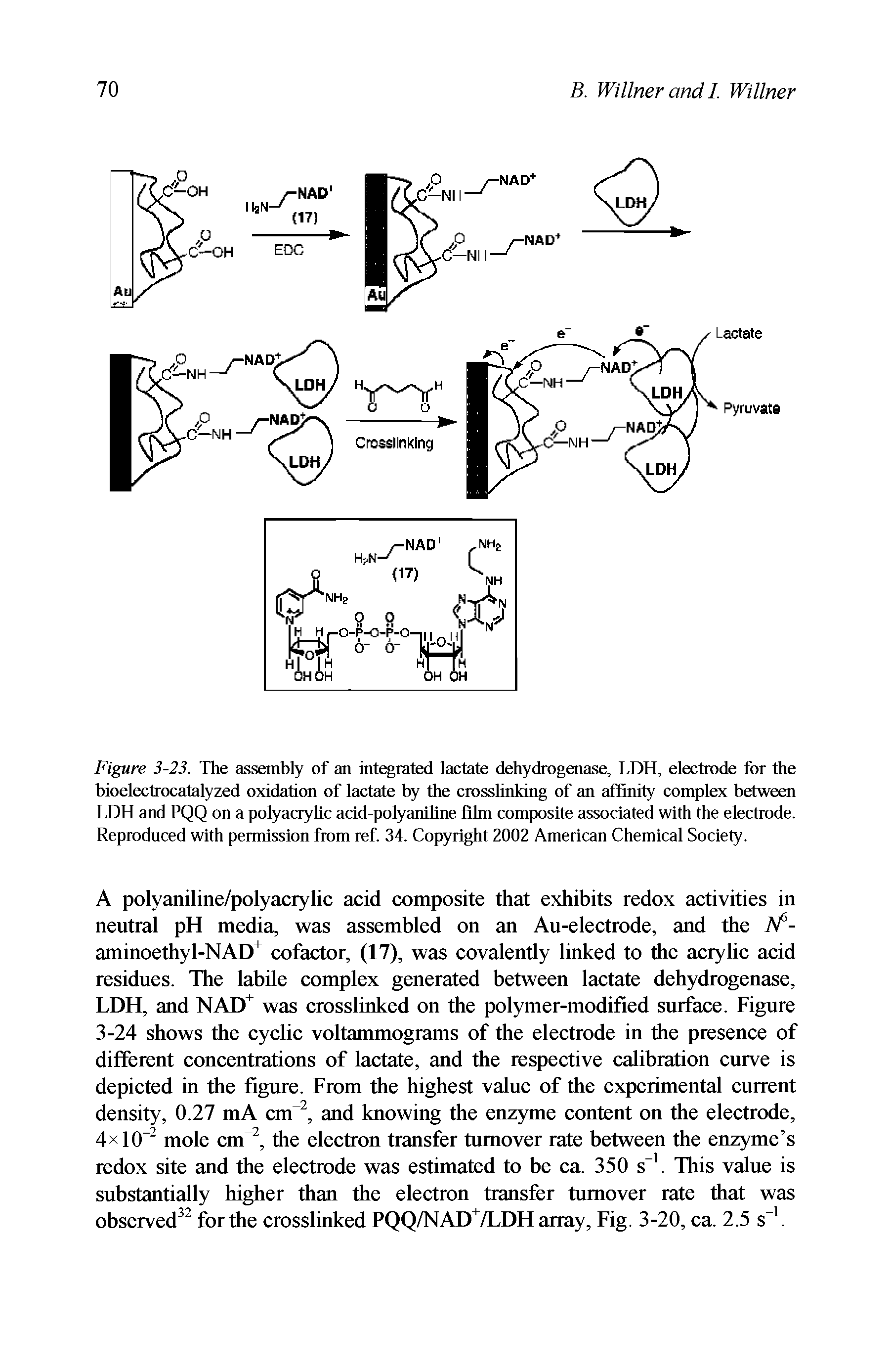 Figure 3-23. The assembly of an integrated lactate dehydrogenase, LDH, electrode for the bioelectrocatalyzed oxidation of lactate by the crosslinking of an affinity complex between LDH and PQQ on a polyacryhc acid polyaniline lihn composite associated with the electrode. Reproduced with permission from ref. 34. Copyright 2002 American Chemical Society.