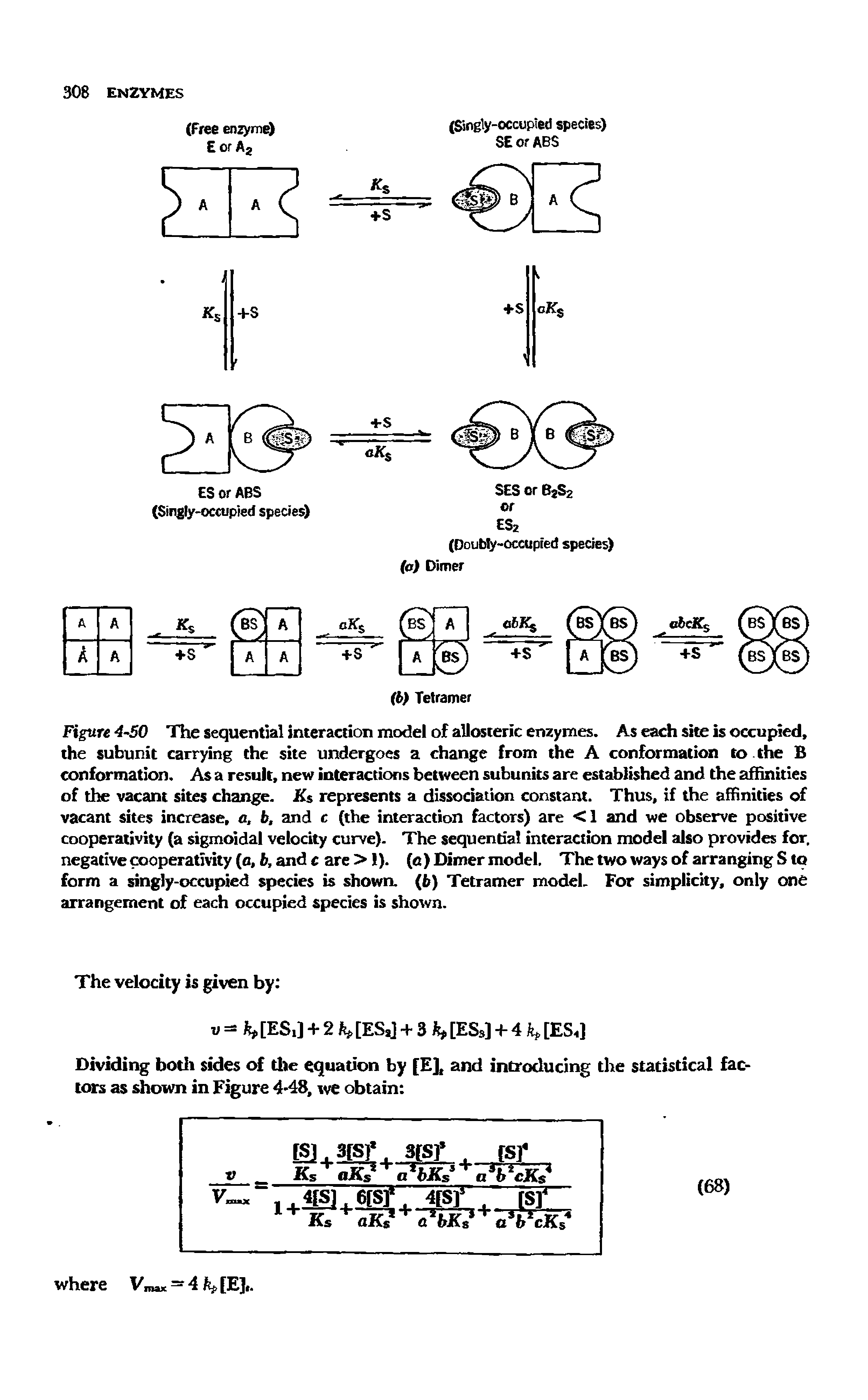 Figure 4-50 The sequential interaction model of allosteric enzymes. As each site is occupied, the subunit carrying the site undergoes a change from the A conformation to the B conformation. As a result, new interactions between subunits are established and the affinities of the vacant sites change. K represents a dissociation constant. Thus, if the affinities of vacant sites increase, a, b, and c (the interaction factors) are <1 and we observe positive cooperativity (a sigmoidal velocity curve). The sequential interaction model also provides for, negative cooperativity (a, b, and c are > ). (o ) Dimer model. The two ways of arranging S to form a singly-occupied species is shown, (fe) Tetramer model. For simplicity, only one arrangement of each occupied species is shown.