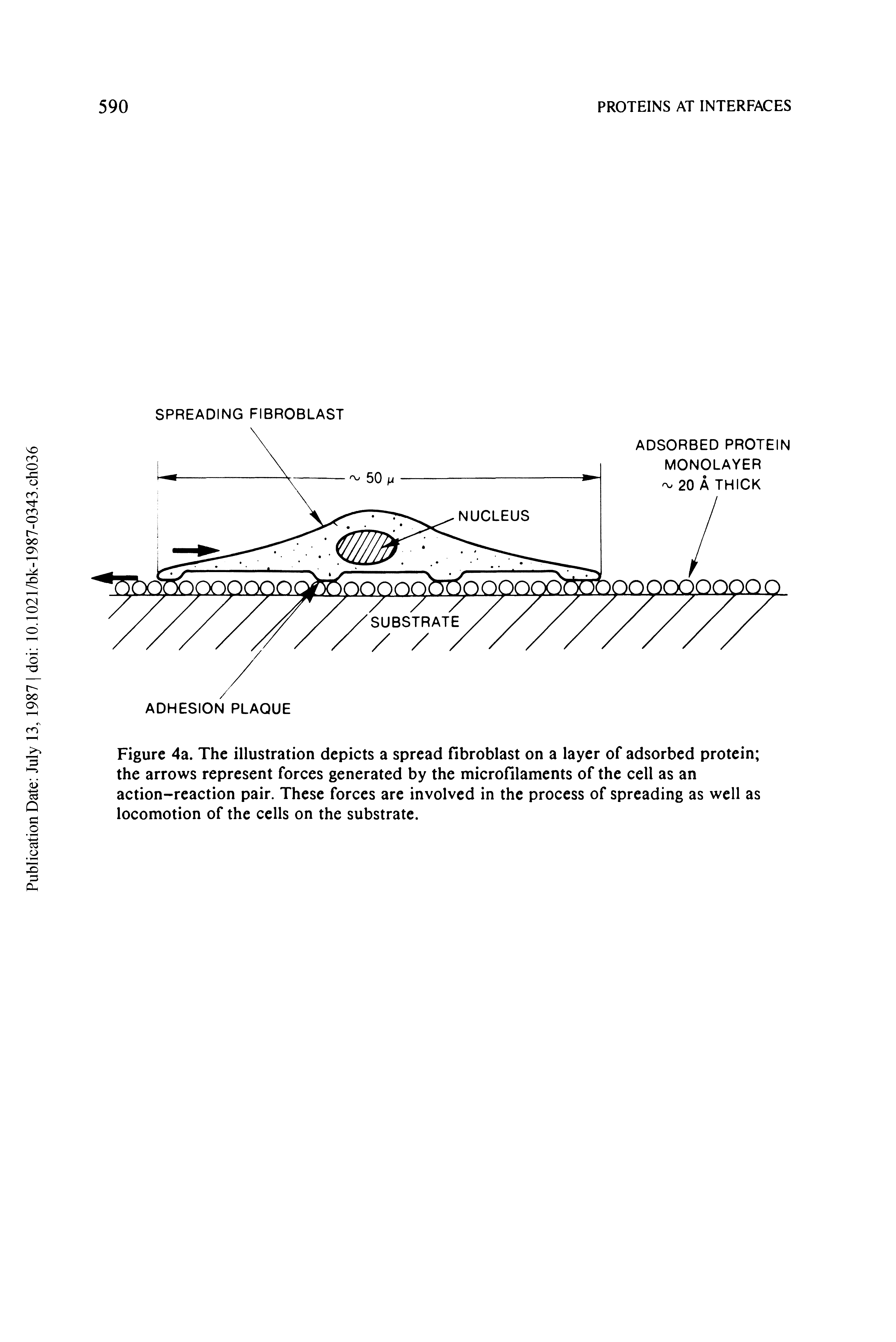 Figure 4a. The illustration depicts a spread fibroblast on a layer of adsorbed protein the arrows represent forces generated by the microfilaments of the cell as an action-reaction pair. These forces are involved in the process of spreading as well as locomotion of the cells on the substrate.