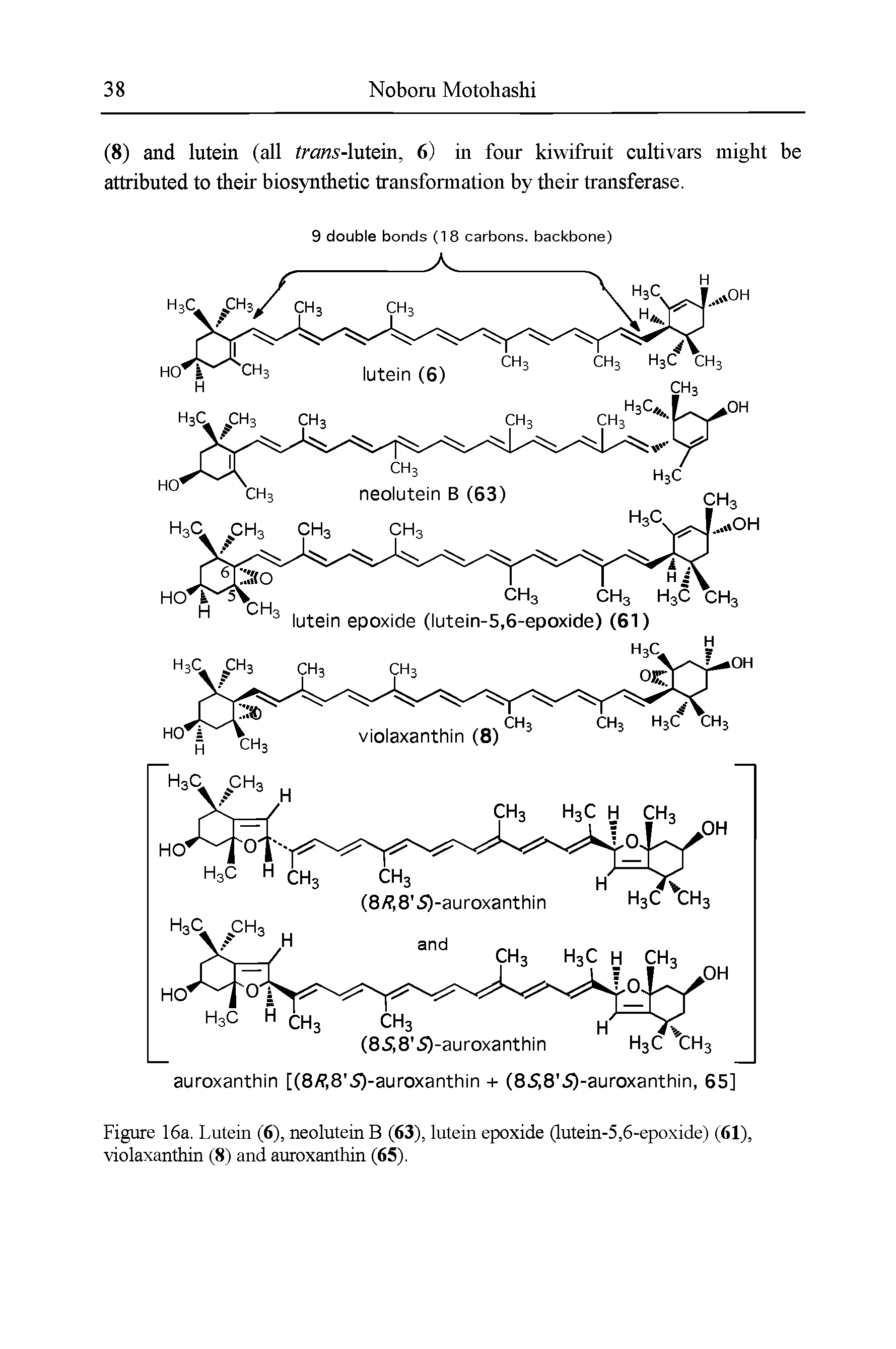 Figure 16a. Lutein (6), neolutein B (63), lutein epoxide (lutein-5,6-epoxide) (61), violaxanthin (8) and auroxanthin (65).