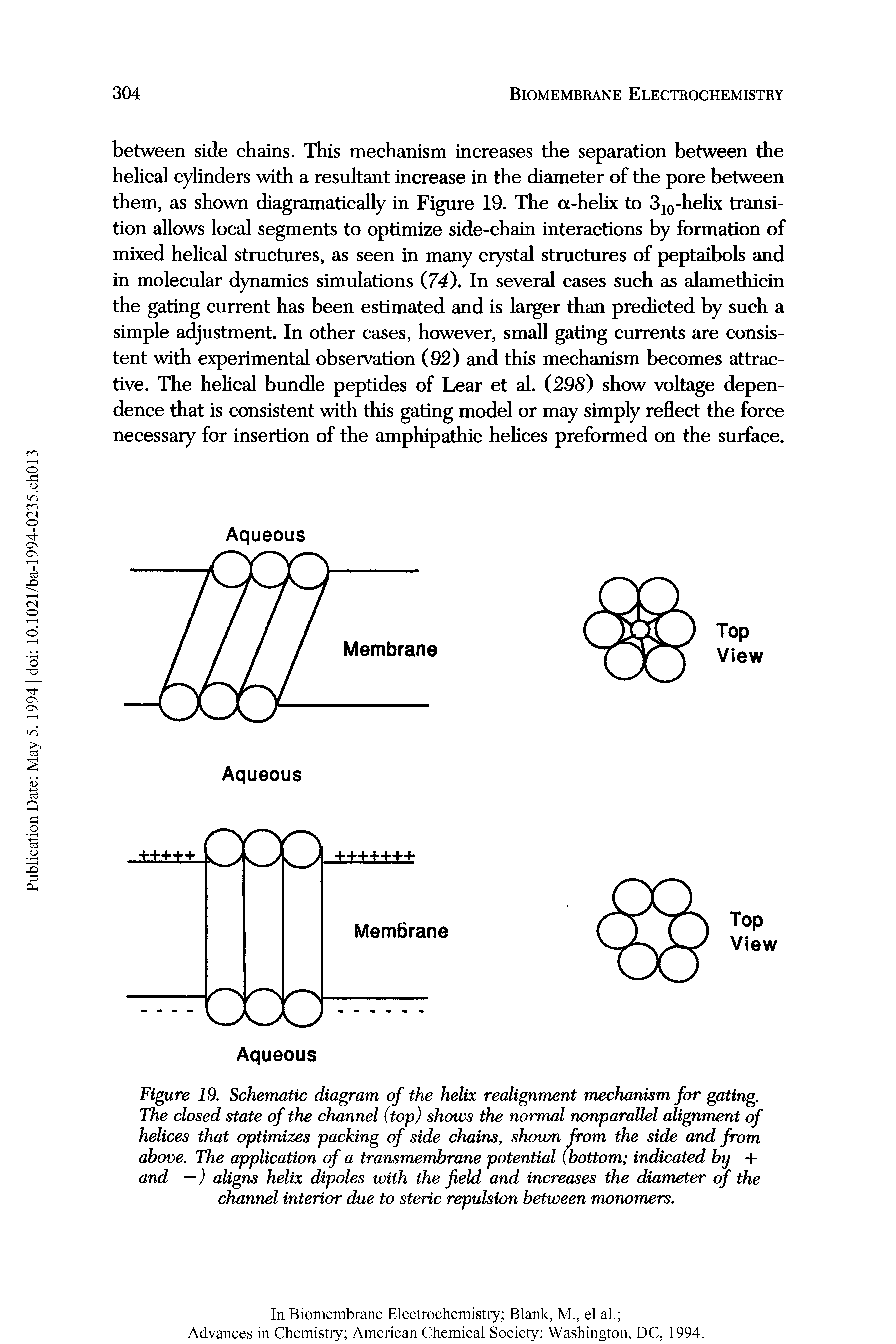 Figure 19. Schematic diagram of the helix realignment mechanism for gating. The closed state of the channel (top) shows the normal nonparallel alignment of helices that optimizes packing of side chains, shown from the side and from above. The application of a transmembrane potential (bottom indicated by + and —) aligns helix dipoles with the field and increases the diameter of the channel interior due to steric repulsion between monomers.