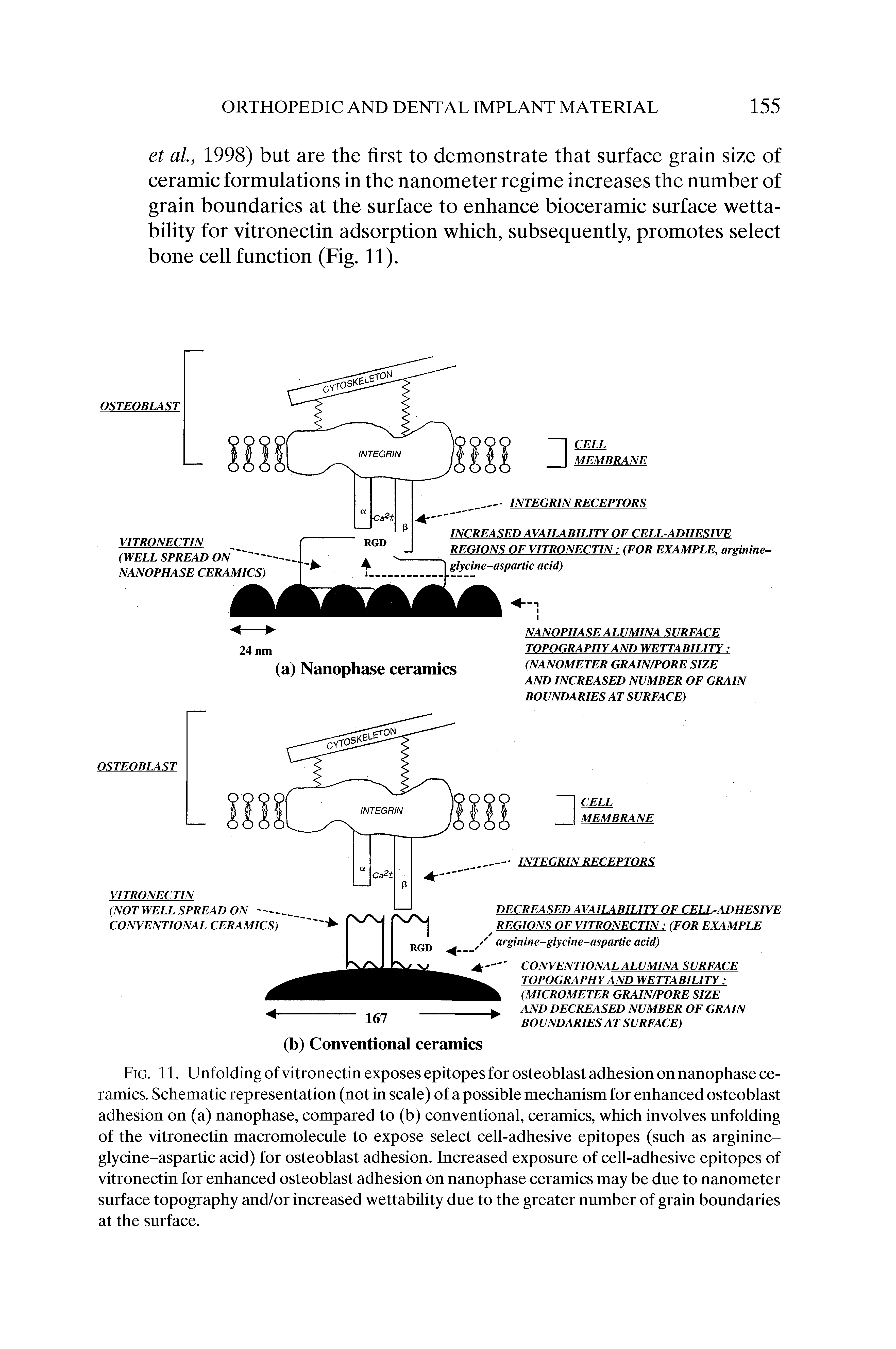 Fig. 11. Unfolding of vitronectin exposes epitopes for osteoblast adhesion on nanophase ceramics. Schematic representation (not in scale) of a possible mechanism for enhanced osteoblast adhesion on (a) nanophase, compared to (b) conventional, ceramics, which involves unfolding of the vitronectin macromolecule to expose select cell-adhesive epitopes (such as arginine-glycine-aspartic acid) for osteoblast adhesion. Increased exposure of cell-adhesive epitopes of vitronectin for enhanced osteoblast adhesion on nanophase ceramics may be due to nanometer surface topography and/or increased wettability due to the greater number of grain boundaries at the surface.