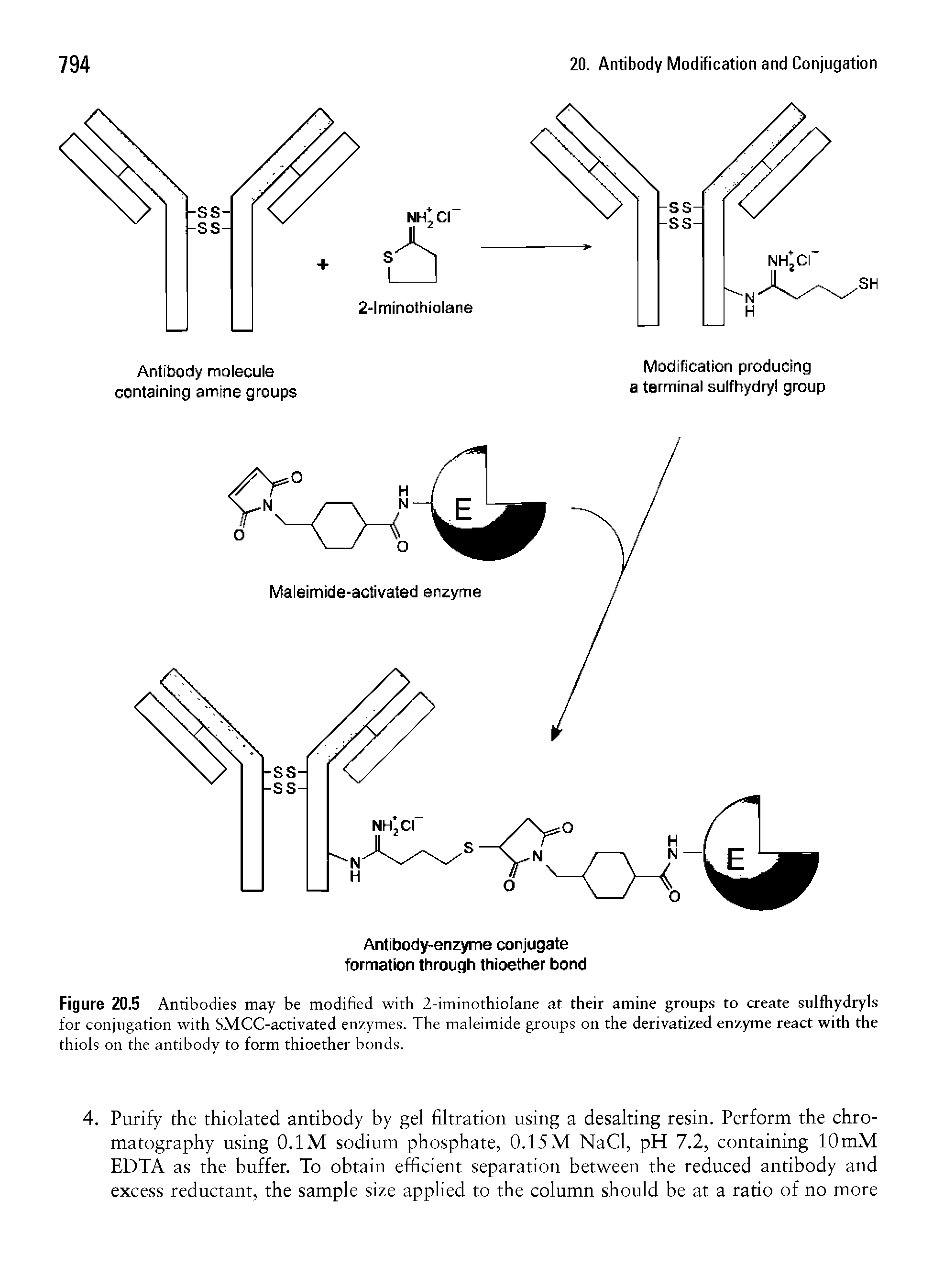 Figure 20.5 Antibodies may be modified with 2-iminothiolane at their amine groups to create sulfhydryls for conjugation with SMCC-activated enzymes. The maleimide groups on the derivatized enzyme react with the thiols on the antibody to form thioether bonds.