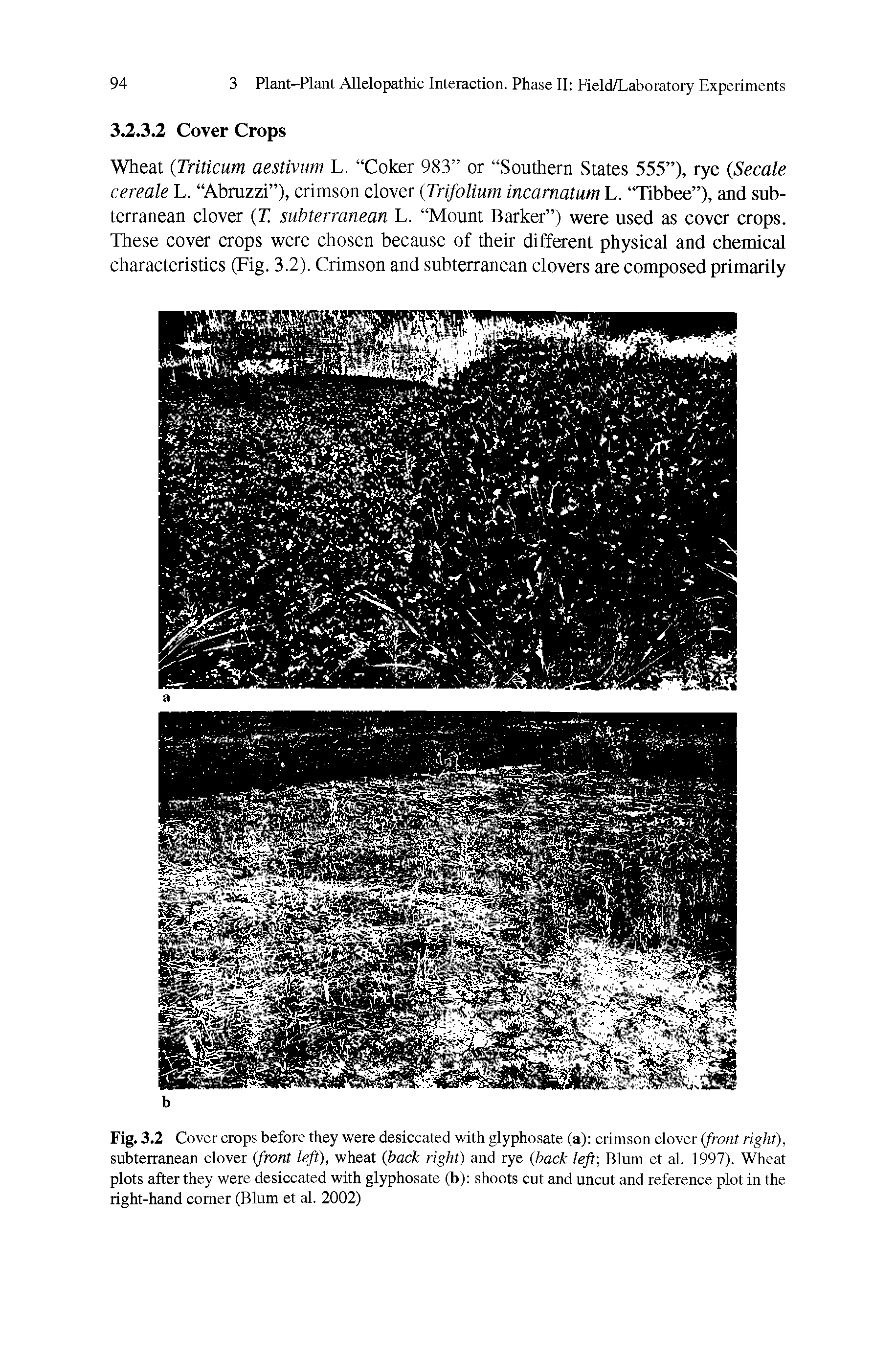 Fig. 3.2 Cover crops before they were desiccated with glyphosate (a) crimson clover (front right), subterranean clover (front left), wheat (back right) and rye (back left-, Blum et al. 1997). Wheat plots after they were desiccated with glyphosate (b) shoots cut and uncut and reference plot in the right-hand comer (Blum et al. 2002)...