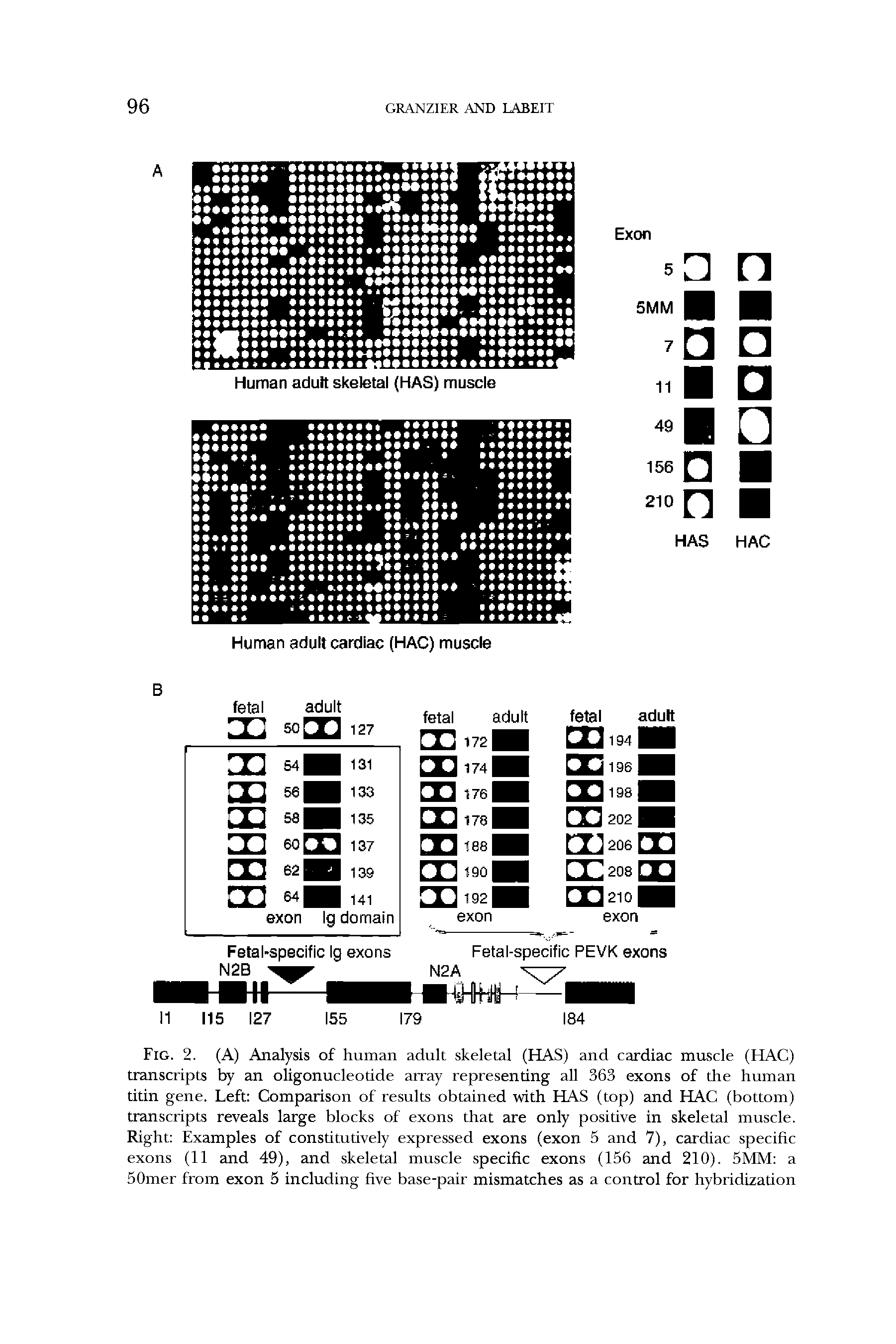 Fig. 2. (A) Analysis of human adult skeletal (HAS) and cardiac muscle (HAC) transcripts by an oligonucleotide array representing all 363 exons of the human titin gene. Left Comparison of results obtained with HAS (top) and HAC (bottom) transcripts reveals large blocks of exons that are only positive in skeletal muscle. Right Examples of constitutively expressed exons (exon 5 and 7), cardiac specific exons (11 and 49), and skeletal muscle specific exons (156 and 210). 5MM a 50mer from exon 5 including five base-pair mismatches as a control for hybridization...