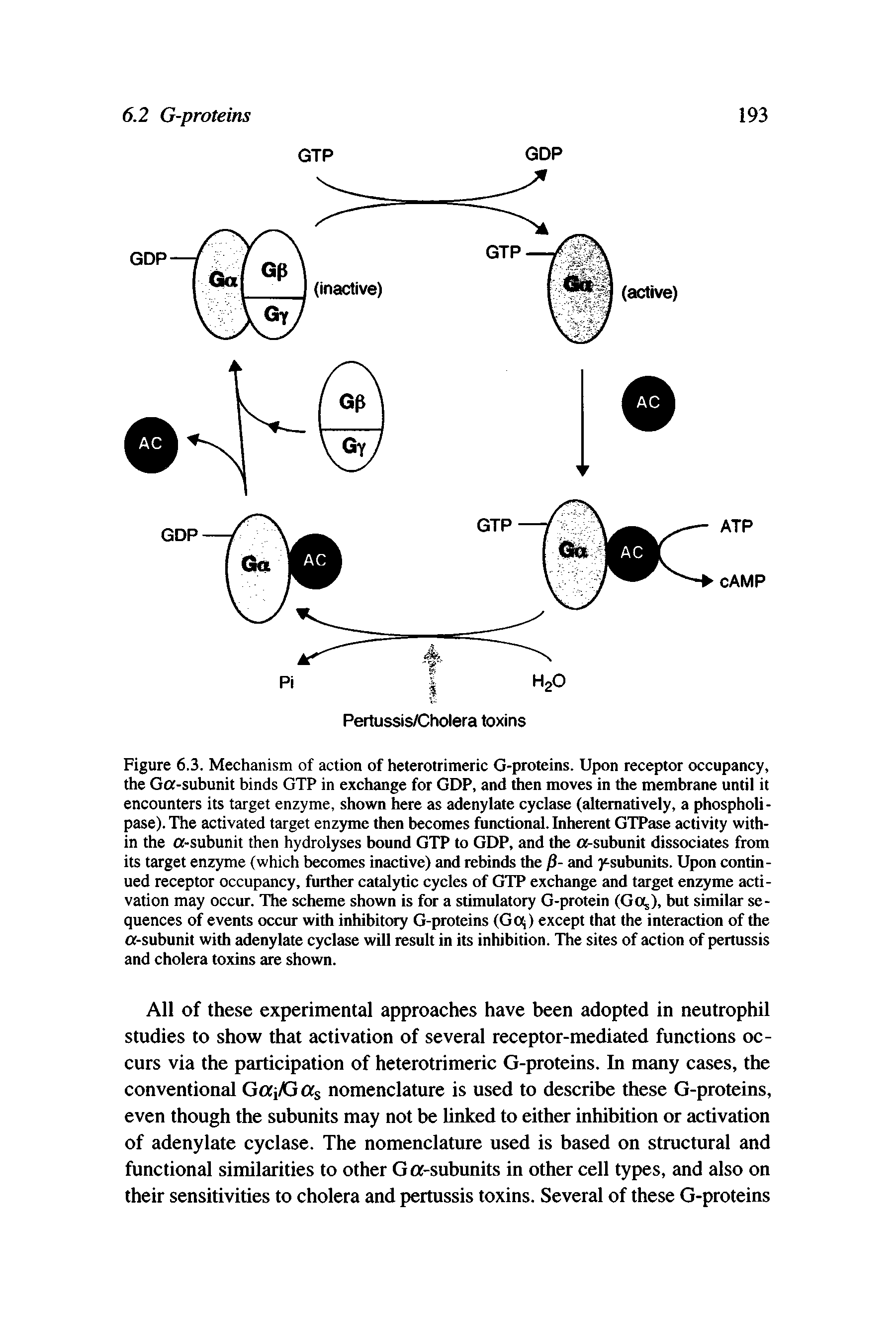 Figure 6.3. Mechanism of action of heterotrimeric G-proteins. Upon receptor occupancy, the Ga-subunit binds GTP in exchange for GDP, and then moves in the membrane until it encounters its target enzyme, shown here as adenylate cyclase (alternatively, a phospholipase). The activated target enzyme then becomes functional. Inherent GTPase activity within the a-subunit then hydrolyses bound GTP to GDP, and the a-subunit dissociates from its target enzyme (which becomes inactive) and rebinds the / - and ysubunits. Upon continued receptor occupancy, further catalytic cycles of GTP exchange and target enzyme activation may occur. The scheme shown is for a stimulatory G-protein (Got,), but similar sequences of events occur with inhibitory G-proteins (Gcx,) except that the interaction of the a-subunit with adenylate cyclase will result in its inhibition. The sites of action of pertussis and cholera toxins are shown.