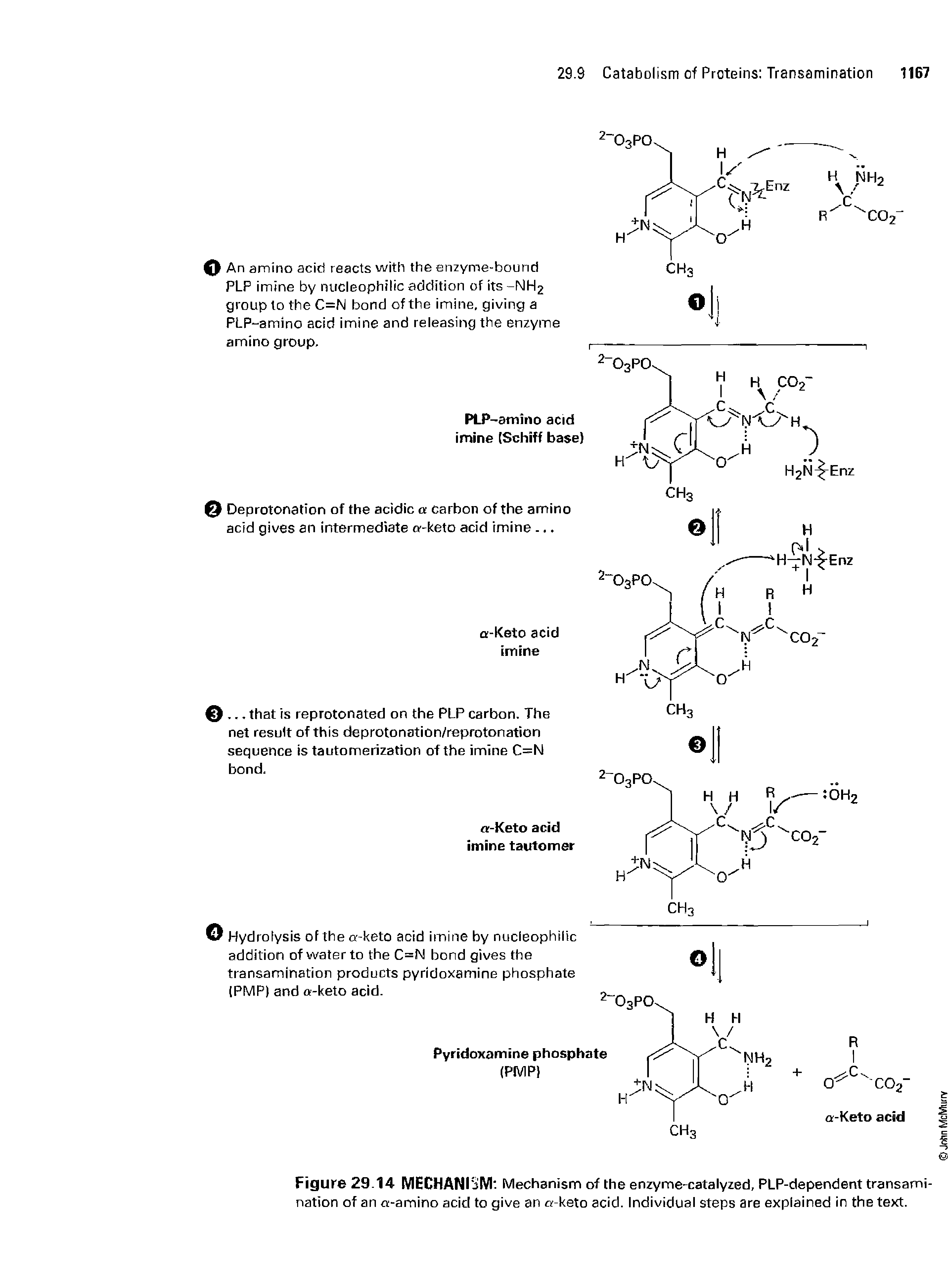Figure 29 14 MECHANISM Mechanism of the enzyme-catalyzed, PLP-dependent transamination of an a-amino acid to give an a-keto acid. Individual steps are explained in the text.