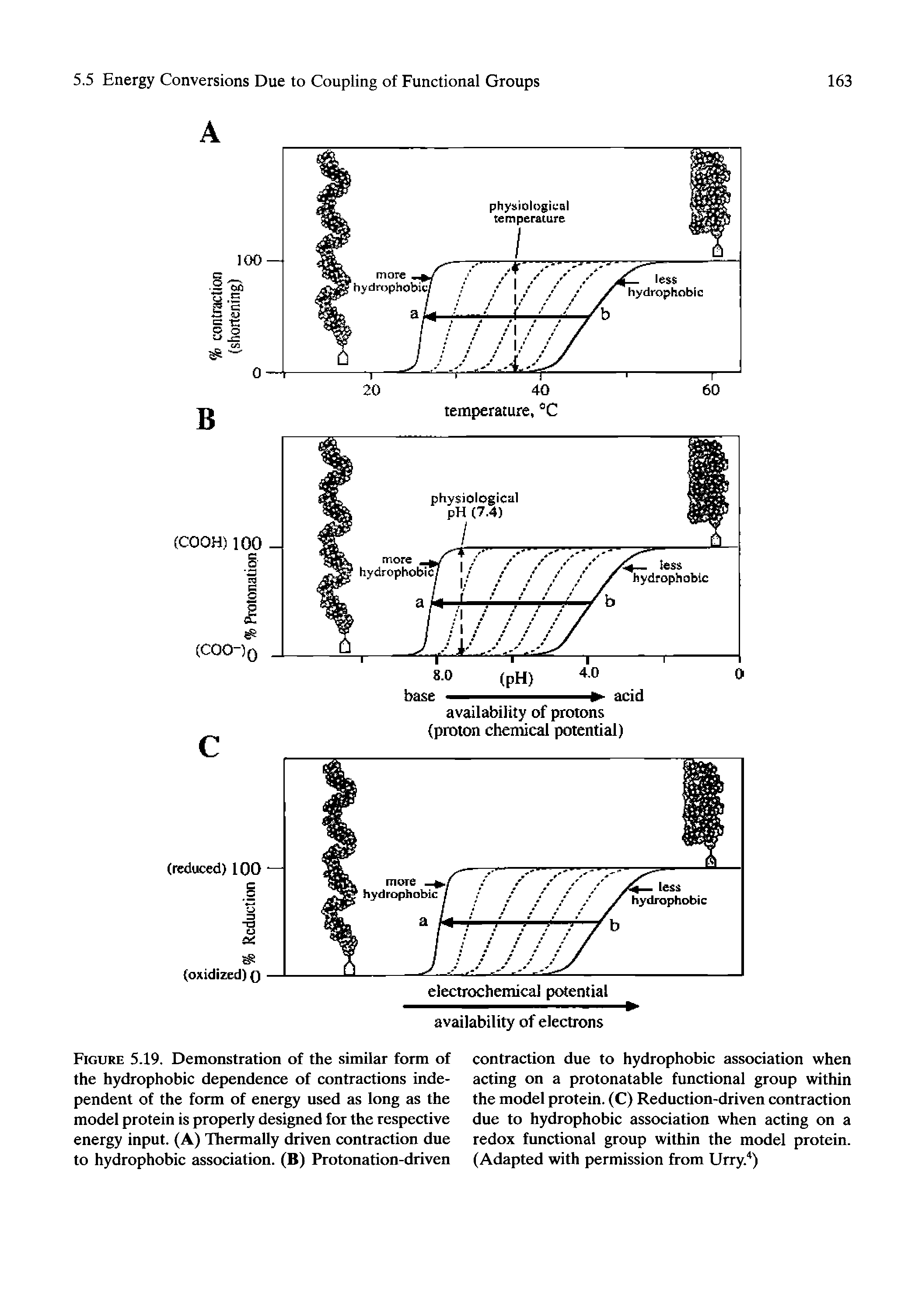 Figure 5.19. Demonstration of the similar form of the hydrophobic dependence of contractions independent of the form of energy used as long as the model protein is properly designed for the respective energy input. (A) Hiermally driven contraction due to hydrophobic association. (B) Protonation-driven...