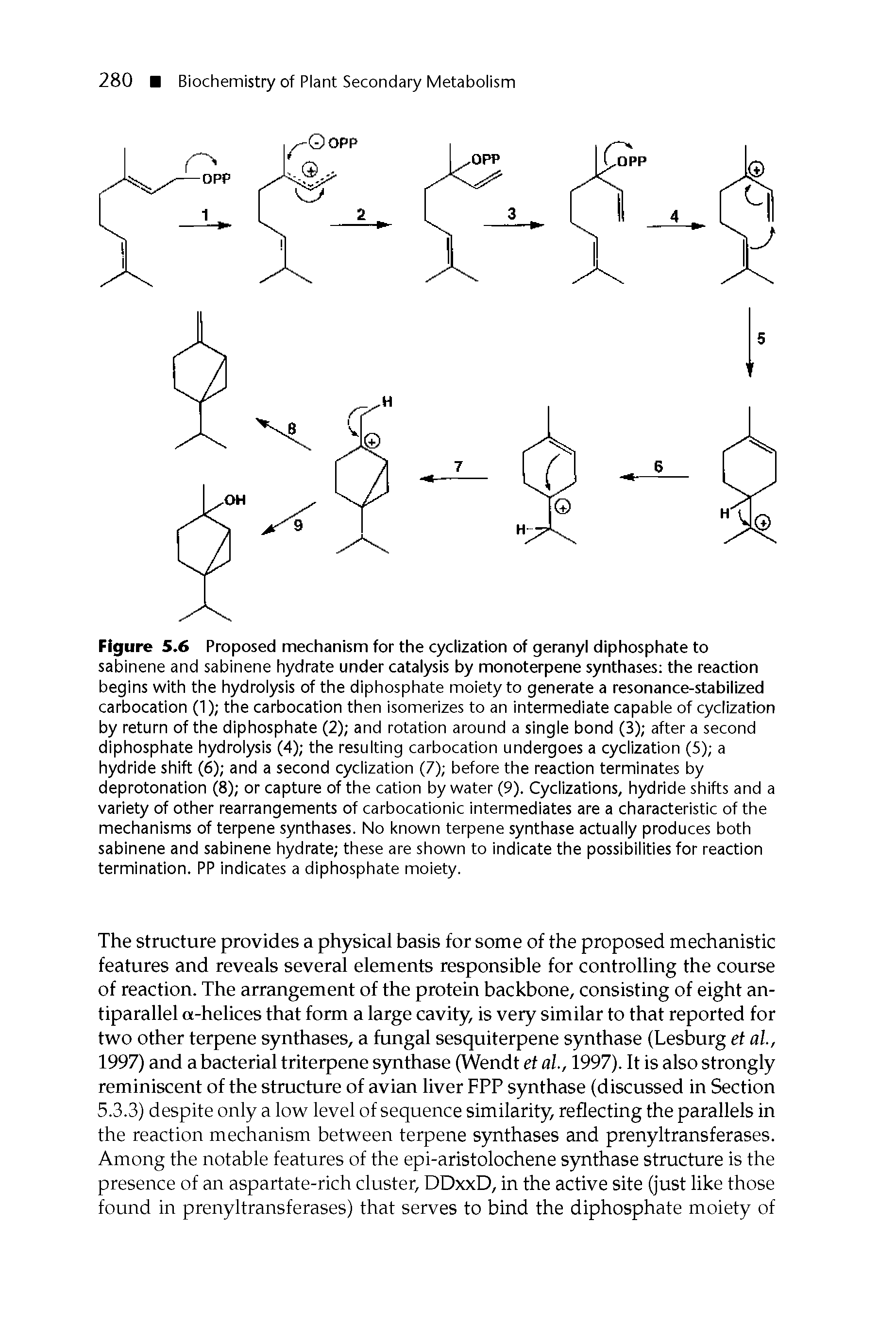 Figure 5.6 Proposed mechanism for the cyclization of geranyl diphosphate to sabinene and sabinene hydrate under catalysis by monoterpene synthases the reaction begins with the hydrolysis of the diphosphate moiety to generate a resonance-stabilized carbocation (1) the carbocation then isomerizes to an intermediate capable of cyclization by return of the diphosphate (2) and rotation around a single bond (3) after a second diphosphate hydrolysis (4) the resulting carbocation undergoes a cyclization (5) a hydride shift (6) and a second cyclization (7) before the reaction terminates by deprotonation (8) or capture of the cation by water (9). Cyclizations, hydride shifts and a variety of other rearrangements of carbocationic intermediates are a characteristic of the mechanisms of terpene synthases. No known terpene synthase actually produces both sabinene and sabinene hydrate these are shown to indicate the possibilities for reaction termination. PP indicates a diphosphate moiety.