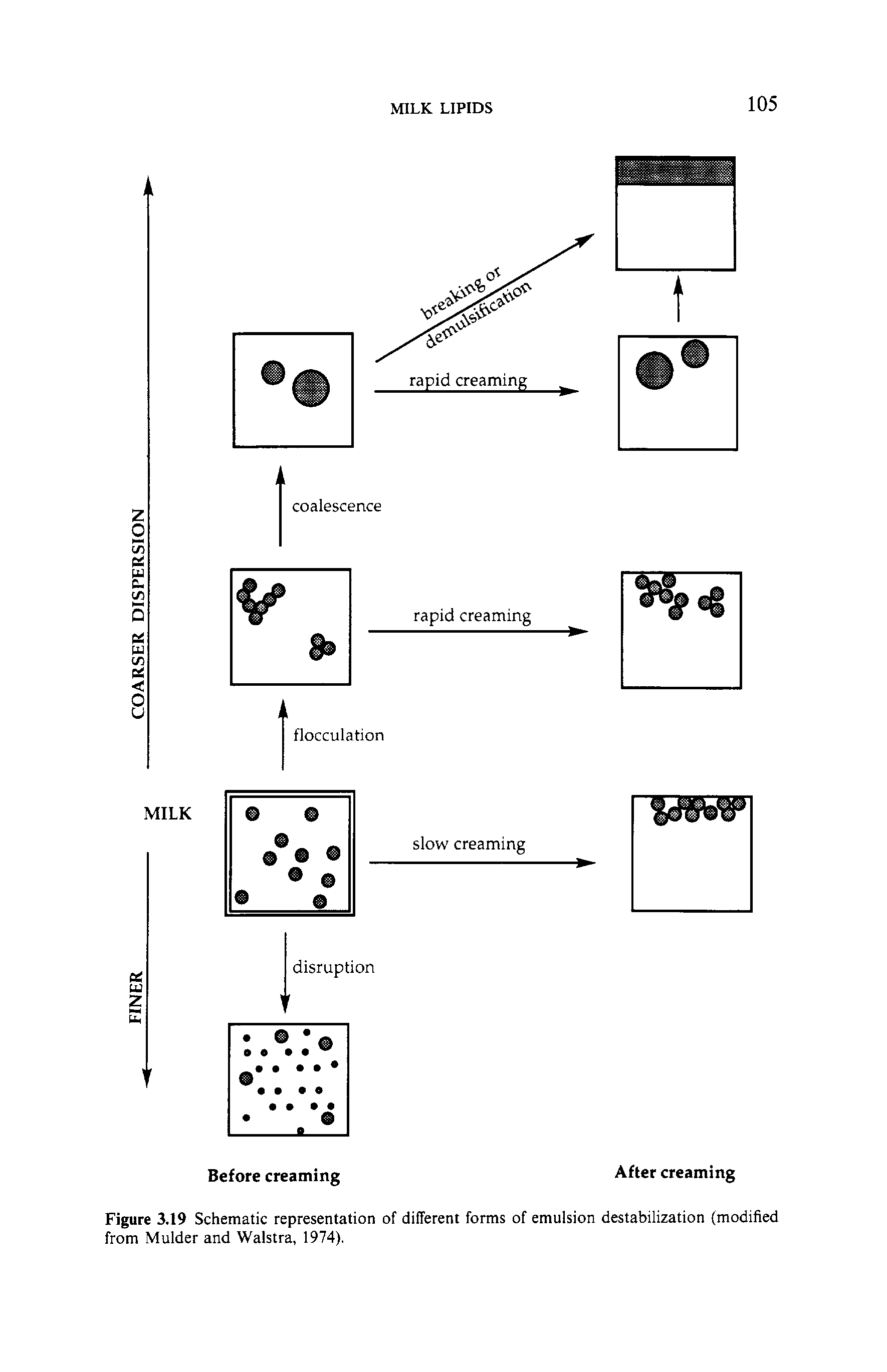 Figure 3.19 Schematic representation of different forms of emulsion destabilization (modified from Mulder and Walstra, 1974),...