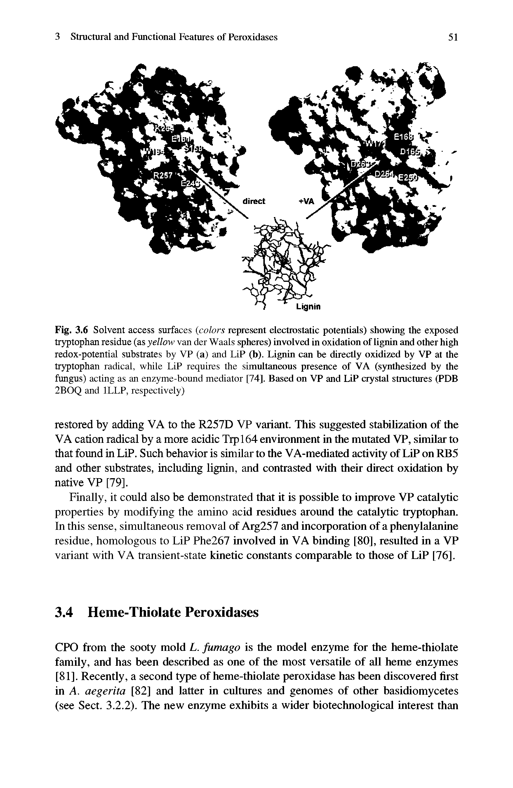 Fig. 3.6 Solvent access surfaces (colors represent electrostatic potentials) showing the exposed tryptophan residue (as yellow van der Waals spheres) involved in oxidation of lignin and other high redox-potential substrates by VP (a) and LiP (b). Lignin can be directly oxidized by VP at the tryptophan radical, while LiP requires the simultaneous presence of VA (synthesized by the fungus) acting as an enzyme-bound mediator [74]. Based on VP and LiP crystal structures (PDB 2BOQ and 1LLP, respectively)...