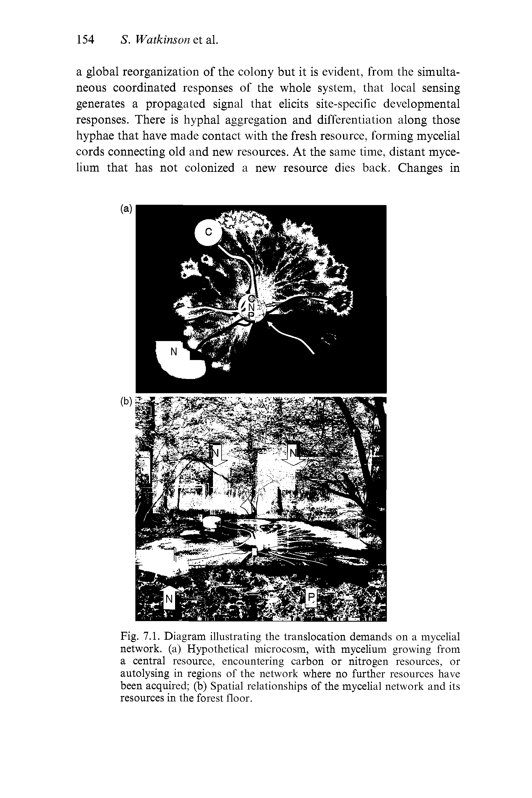 Fig. 7.1. Diagram illustrating the translocation demands on a mycelial network, (a) Hypothetical microcosm, with mycelium growing from a central resource, encountering carbon or nitrogen resources, or autolysing in regions of the network where no further resources have been acquired (b) Spatial relationships of the mycelial network and its resources in the forest floor.