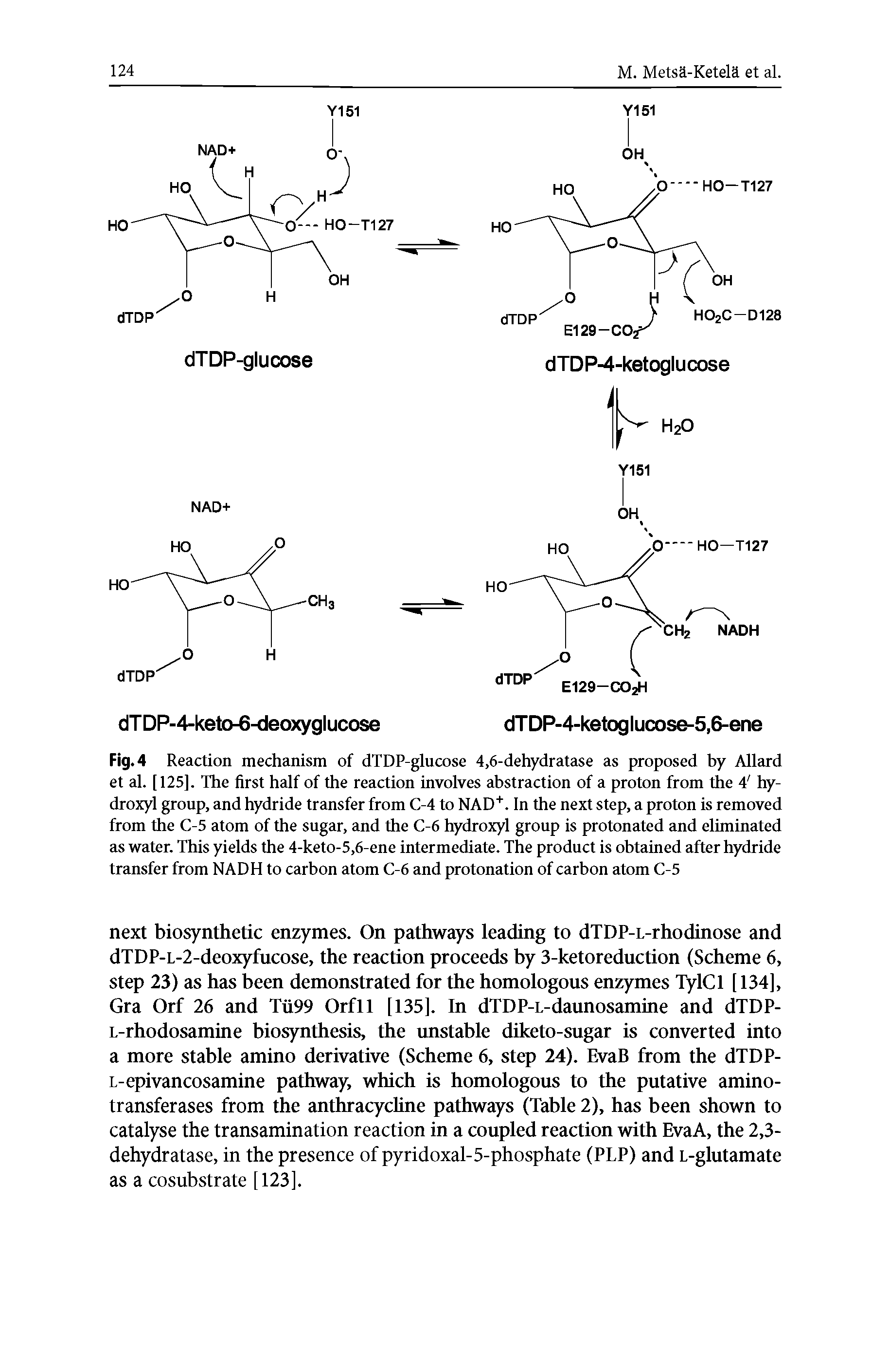 Fig. 4 Reaction mechanism of dTDP-glucose 4,6-dehydratase as proposed by Allard et al. [125], The first half of the reaction involves abstraction of a proton from the 4 hydroxyl group, and hydride transfer from C-4 to NAD. In the next step, a proton is removed from the C-5 atom of the sugar, and the C-6 hydroxyl group is protonated and eliminated as water. This yields the 4-keto-5,6-ene intermediate. The product is obtained after hydride transfer from NADH to carbon atom C-6 and protonation of carbon atom C-5...