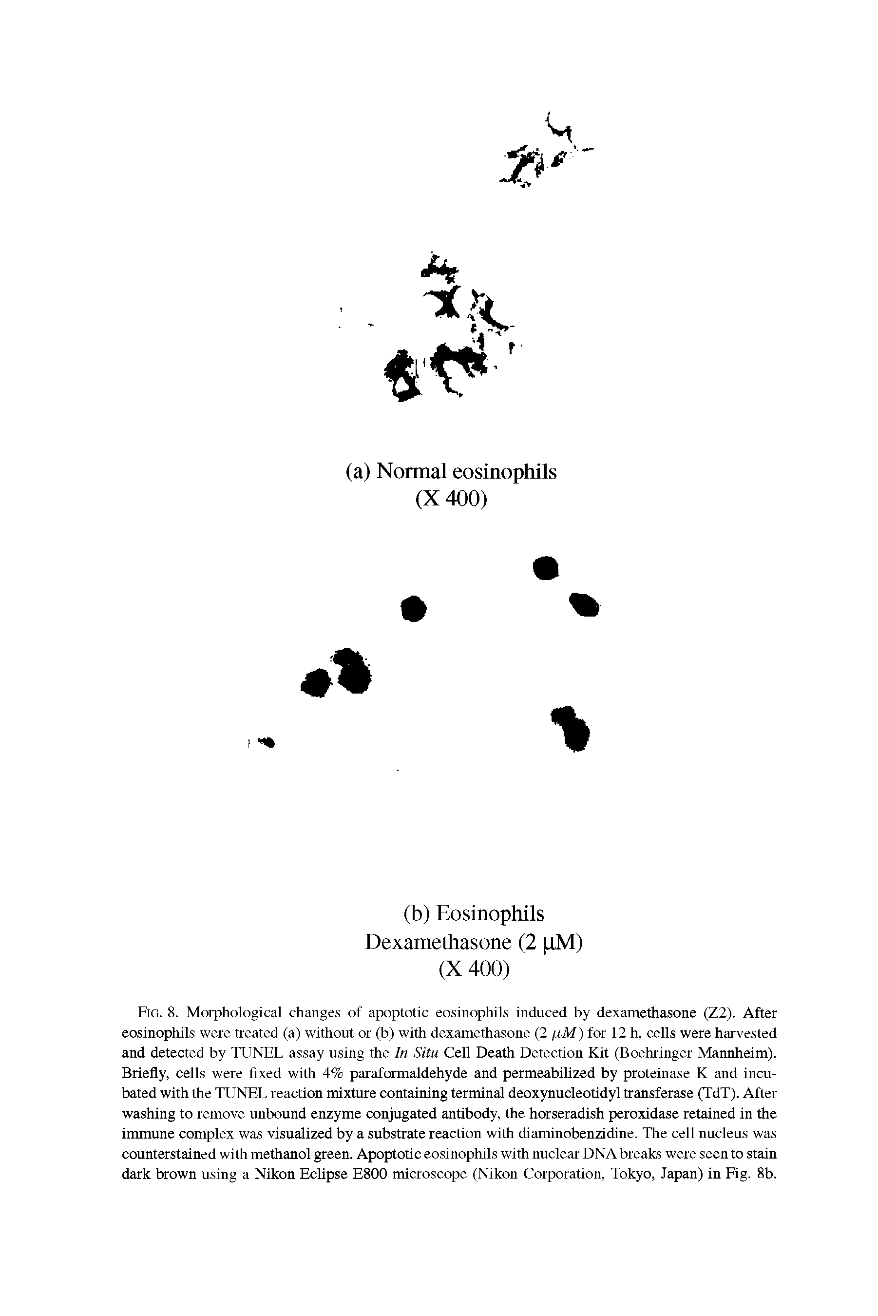 Fig. 8. Morphological changes of apoptotic eosinophils induced by dexamethasone (Z2). After eosinophils were treated (a) without or (b) with dexamethasone (2 /u,M) for 12 h, cells were harvested and detected by TUNEL assay using the In Situ Cell Death Detection Kit (Boehringer Mannheim). Briefly, cells were fixed with 4% paraformaldehyde and permeabilized by proteinase K and incubated with the TUNEL reaction mixture containing terminal deoxynucleotidyl transferase (TdT). After washing to remove unbound enzyme conjugated antibody, the horseradish peroxidase retained in the immune complex was visualized by a substrate reaction with diaminobenzidine. The cell nucleus was counterstained with methanol green. Apoptotic eosinophils with nuclear DNA breaks were seen to stain dark brown using a Nikon Eclipse E800 microscope (Nikon Corporation, Tokyo, Japan) in Fig. 8b.
