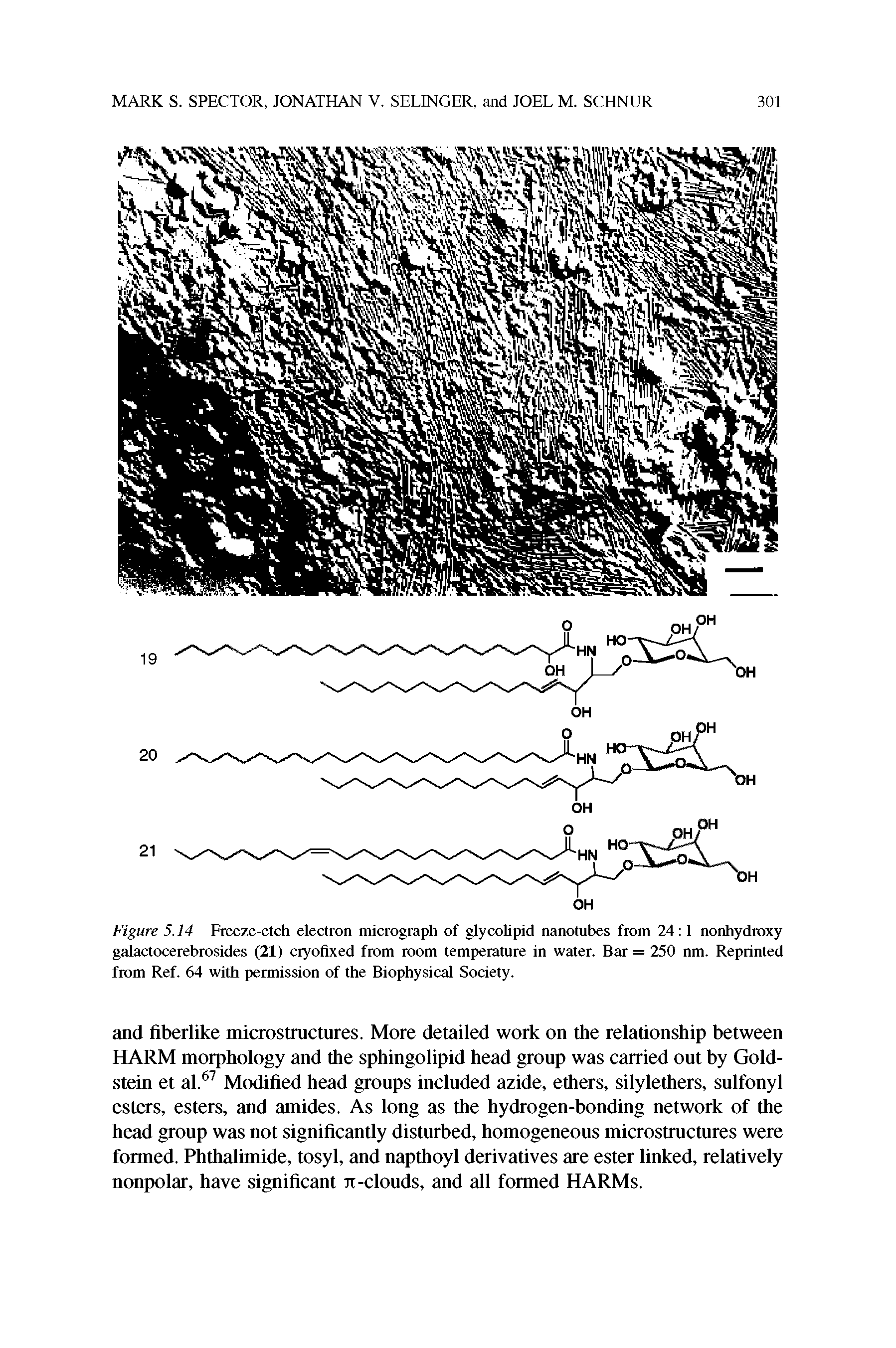 Figure 5.14 Freeze-etch electron micrograph of glycolipid nanotubes from 24 1 nonhydroxy galactocerebrosides (21) cryofixed from room temperature in water. Bar = 250 nm. Reprinted from Ref. 64 with permission of the Biophysical Society.