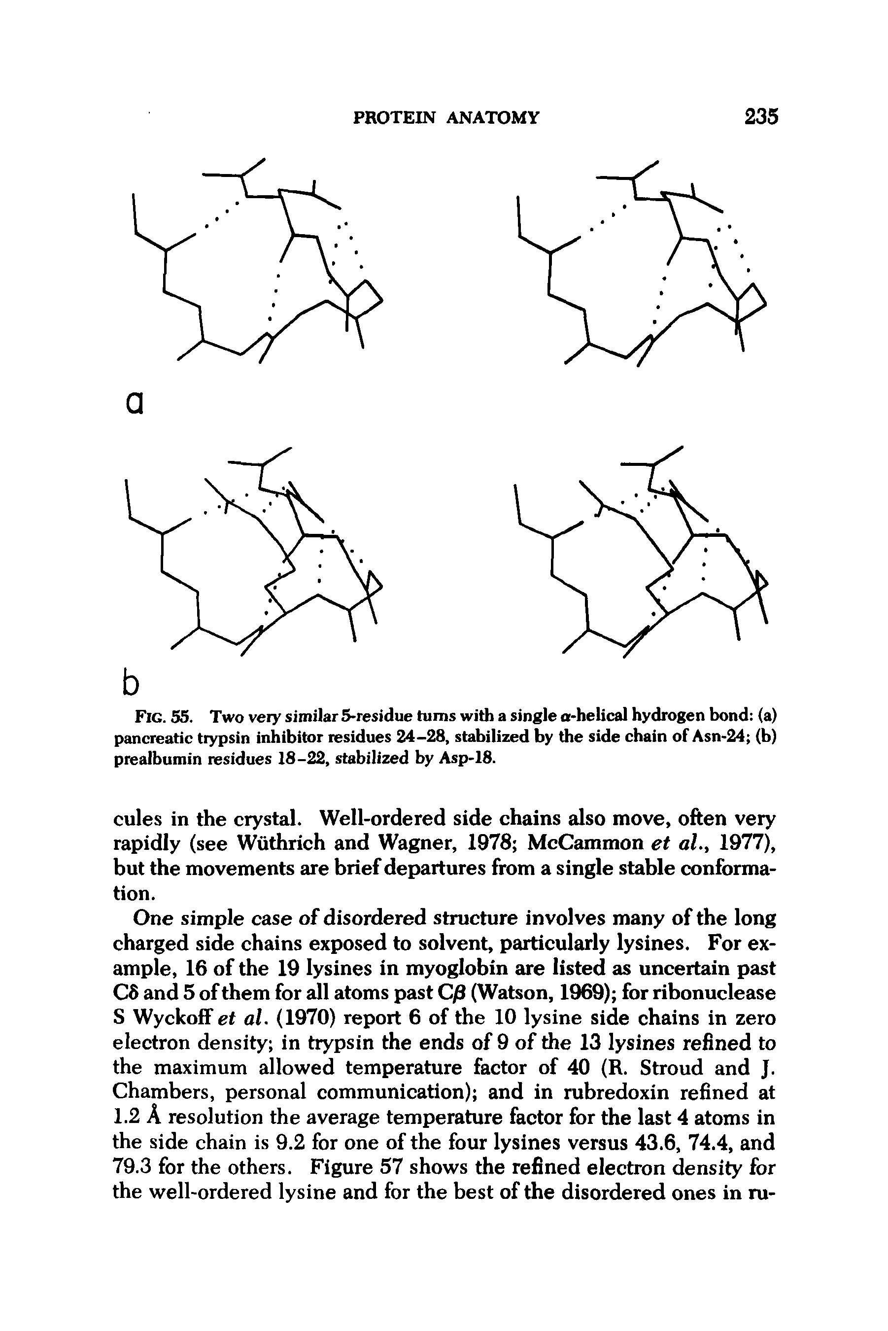 Fig. 55. Two very similar 5-residue turns with a single a-helical hydrogen bond (a) pancreatic trypsin inhibitor residues 24-28, stabilized by the side chain of Asn-24 (b) prealbumin residues 18-22, stabilized by Asp-18.