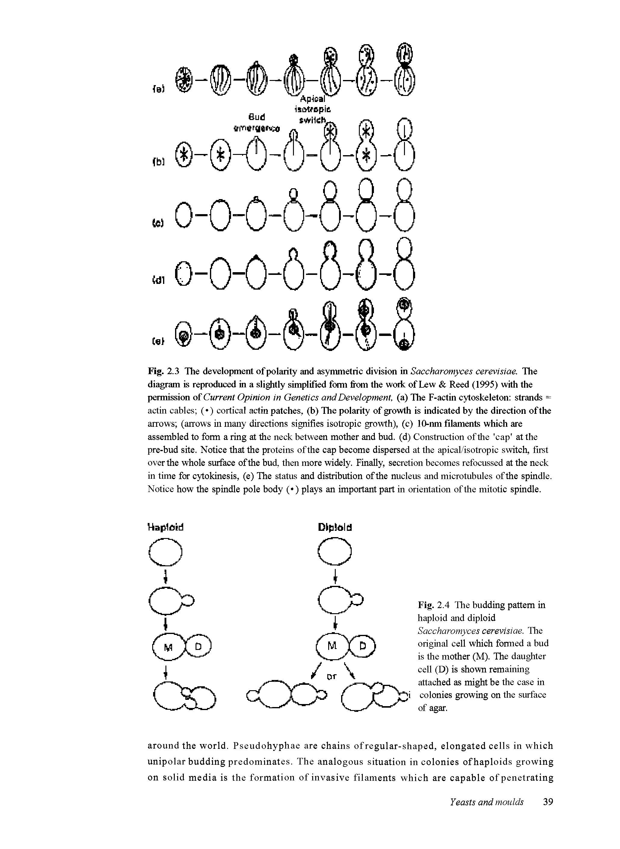 Fig. 2.3 The development of polarity and asymmetric division in Saccharomyces cerevisiae. The diagram is reproduced in a slightly simplified form from the work of Lew Reed (1995) with the permission of Current Opinion in Genetics and Development, (a) The F-actin cytoskeleton strands = actin cables ( ) cortical actin patches, (b) The polarity of growth is indicated by the direction of the arrows (arrows in many directions signifies isotropic growth), (c) 10-nm filaments which are assembled to form a ring at the neck between mother and bud. (d) Construction of the cap at the pre-bud site. Notice that the proteins of the cap become dispersed at the apical/isotropic switch, first over the whole surface of the bud, then more widely. Finally, secretion becomes refocussed at the neck in time for cytokinesis, (e) The status and distribution of the nucleus and microtubules of the spindle. Notice how the spindle pole body ( ) plays an important part in orientation of the mitotic spindle.