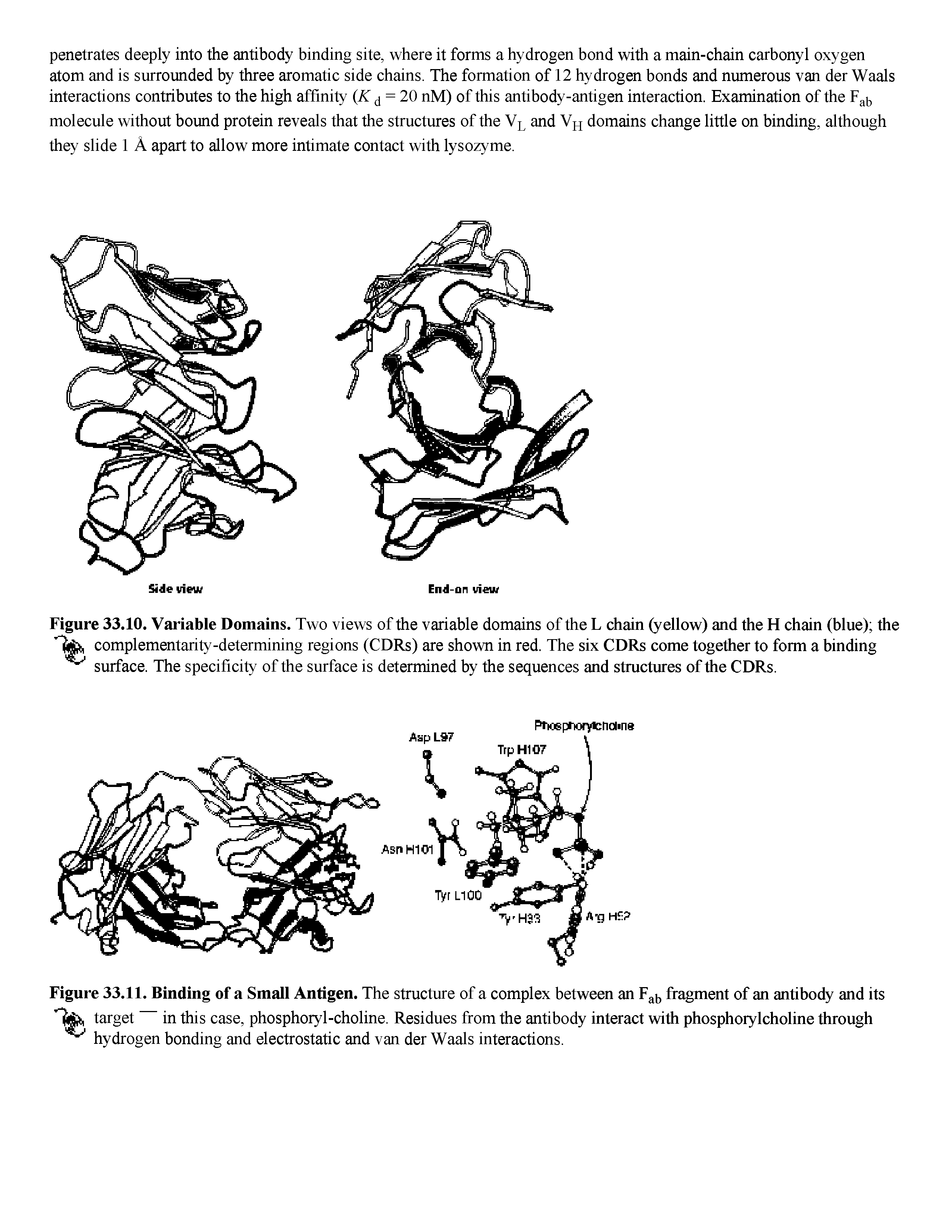 Figure 33.11. Binding of a Small Antigen. The structure of a complex between an Fj j, fragment of an antibody and its target in this case, phosphoryl-choline. Residues from the antibody interact with phosphorylcholine through...
