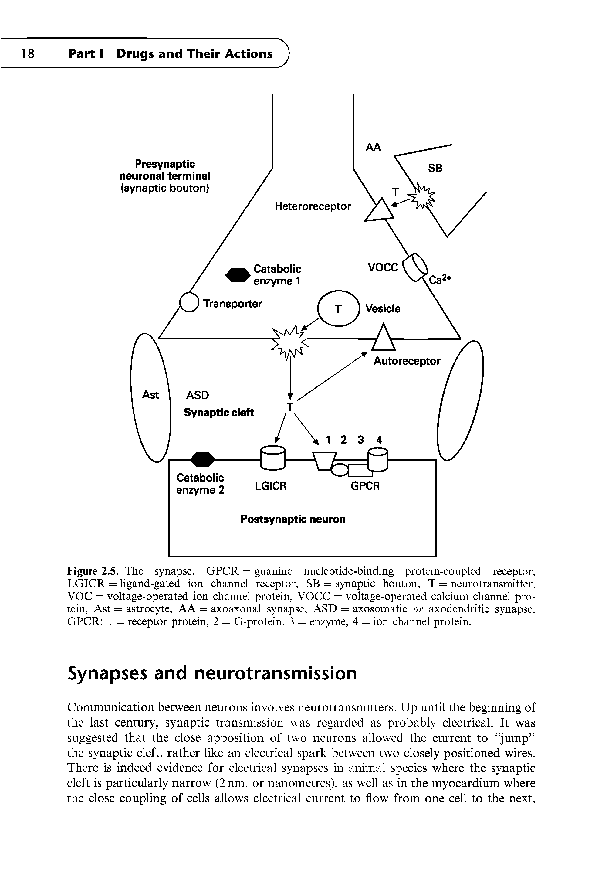 Figure 2.5. The synapse. GPCR = guanine nucleotide-binding protein-coupled receptor, LGICR = ligand-gated ion channel receptor, SB = synaptic bouton, T = neurotransmitter, YOC = voltage-operated ion channel protein, YOCC = voltage-operated calcium channel protein, Ast = astrocyte, AA = axoaxonal synapse, ASD = axosomatic or axodendritic synapse. GPCR 1 = receptor protein, 2 = G-protein, 3 = enzyme, 4 = ion channel protein.