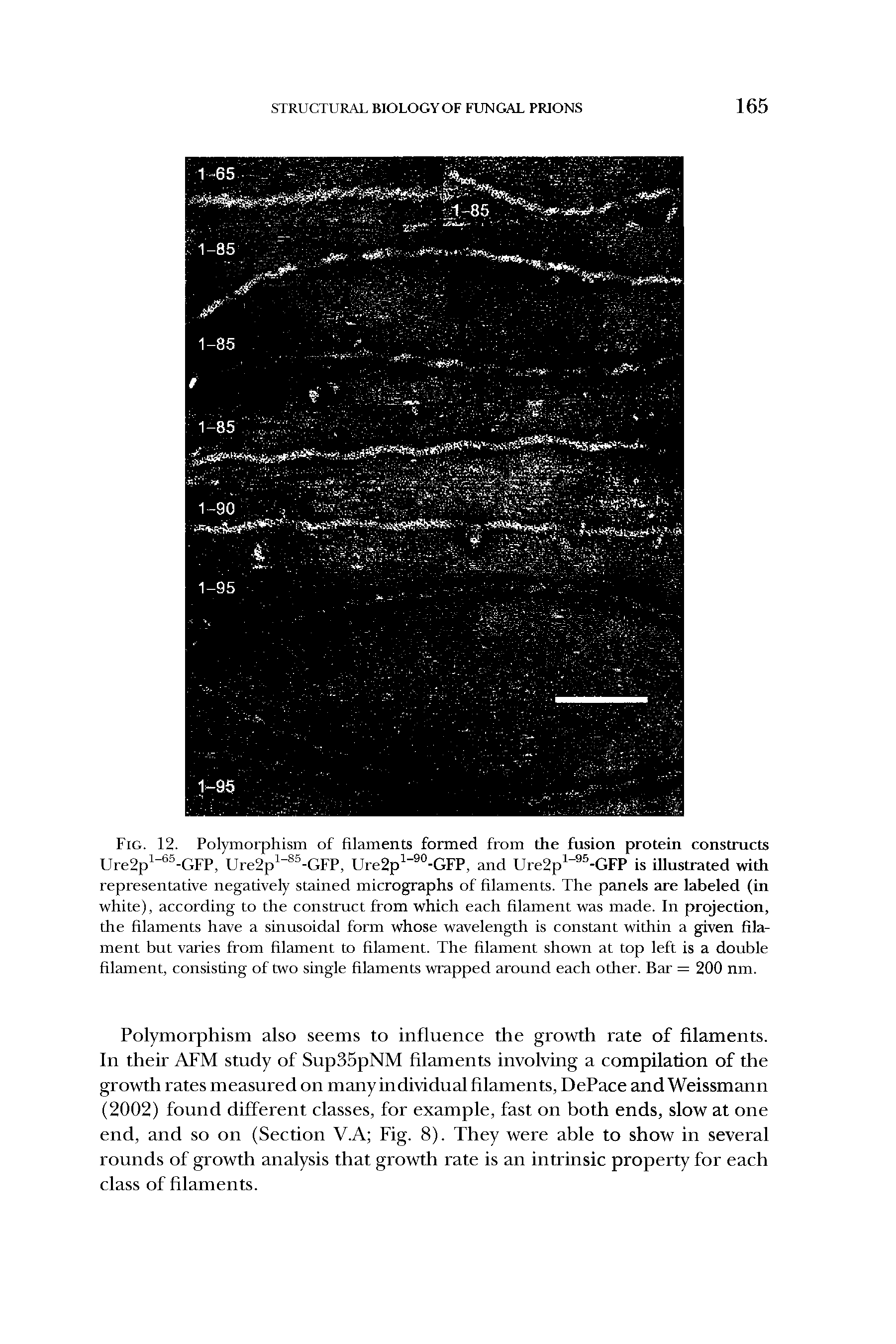 Fig. 12. Polymorphism of filaments formed from the fusion protein constructs Ure2p1-65-GFP, Ure2p1 85-GFP, Ure2p1-90-GFP, and Ure2p1 95-GFP is illustrated with representative negatively stained micrographs of filaments. The panels are labeled (in white), according to the construct from which each filament was made. In projection, the filaments have a sinusoidal form whose wavelength is constant within a given filament but varies from filament to filament. The filament shown at top left is a double filament, consisting of two single filaments wrapped around each other. Bar = 200 nm.