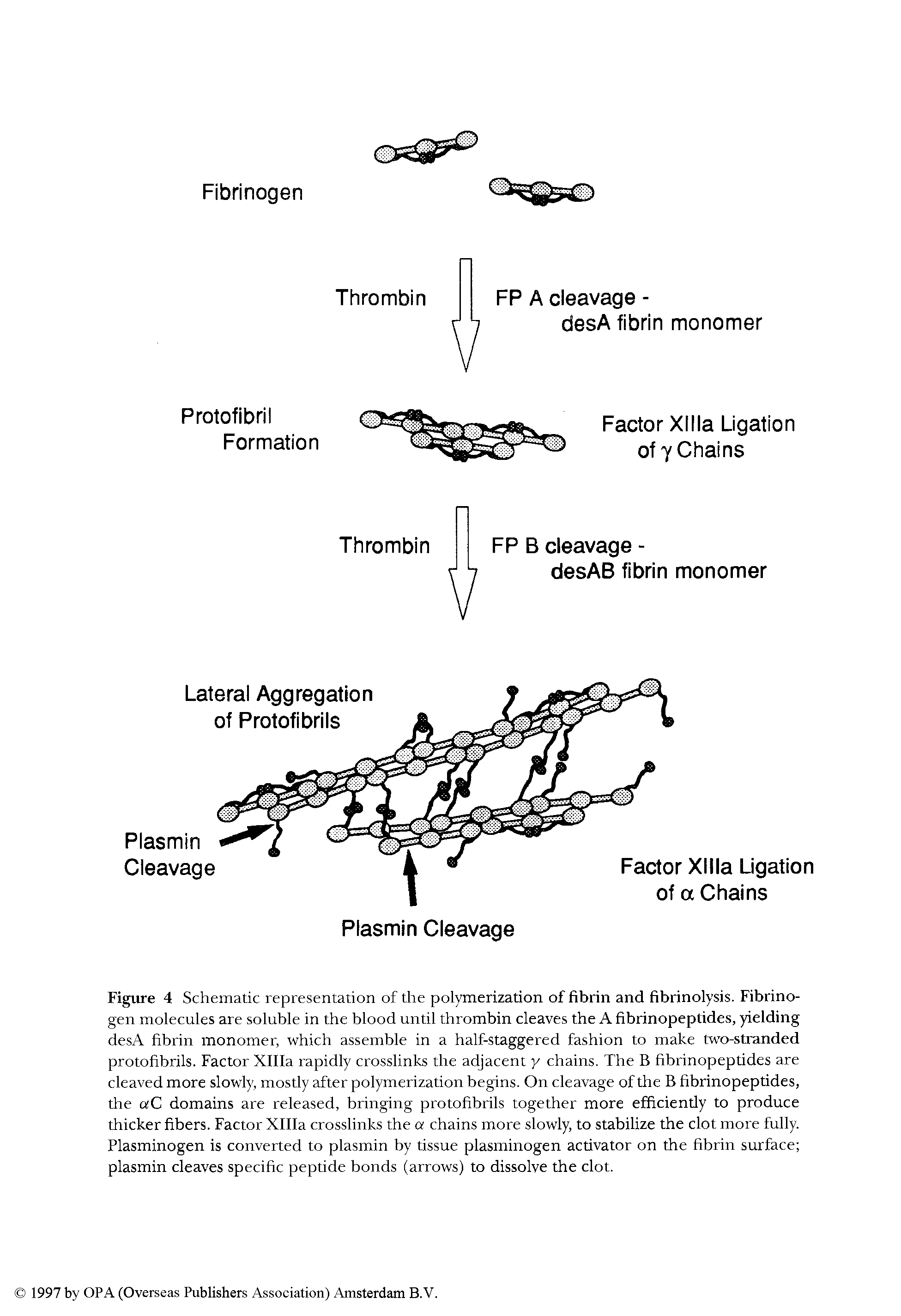 Figure 4 Schematic representation of the polymerization of fibrin and fibrinolysis. Fibrinogen molecules are soluble in the blood until thrombin cleaves the A fibrinopeptides, yielding desA fibrin monomer, which assemble in a half-staggered fashion to make two-stranded protofibrils. Factor Xllla rapidly crosslinks the adjacent y chains. The B fibrinopeptides are cleaved more slowly mosdy after polymerization begins. On cleavage of the B fibrinopeptides, the aC domains are released, bringing protofibrils together more efficiendy to produce thicker fibers. Factor Xllla crosslinks the a chains more slowly, to stabilize the clot more fully. Plasminogen is converted to plasmin by tissue plasminogen activator on the fibrin surface plasmin cleaves specific peptide bonds (arrows) to dissolve the clot.